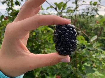single large berry [farm].jpg