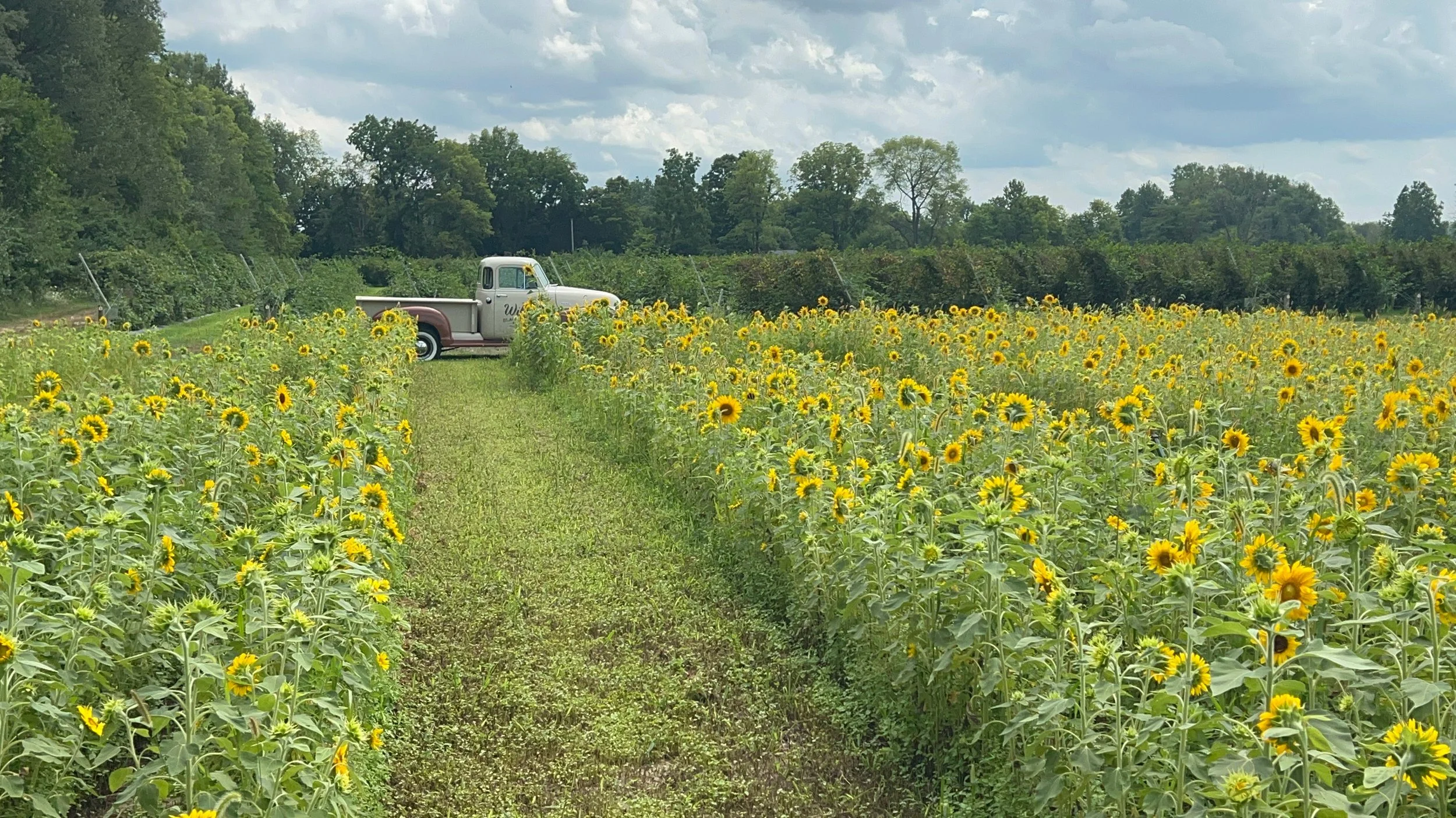 sunflowers [farm].JPEG
