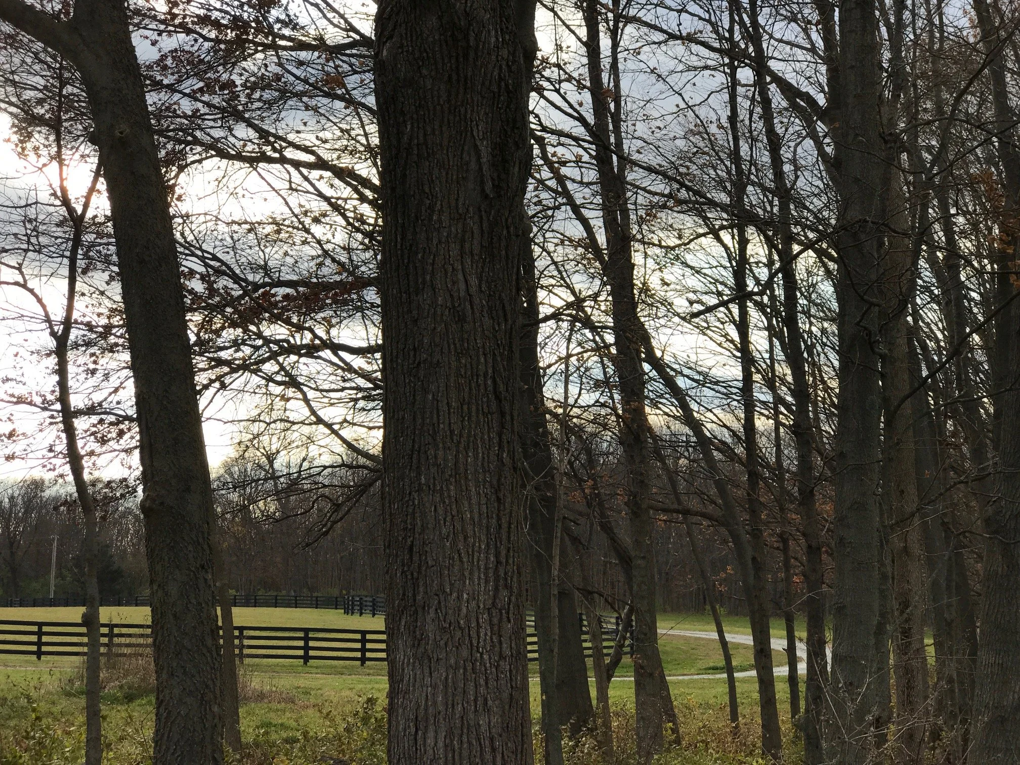 farm trees and lane [farm].JPG