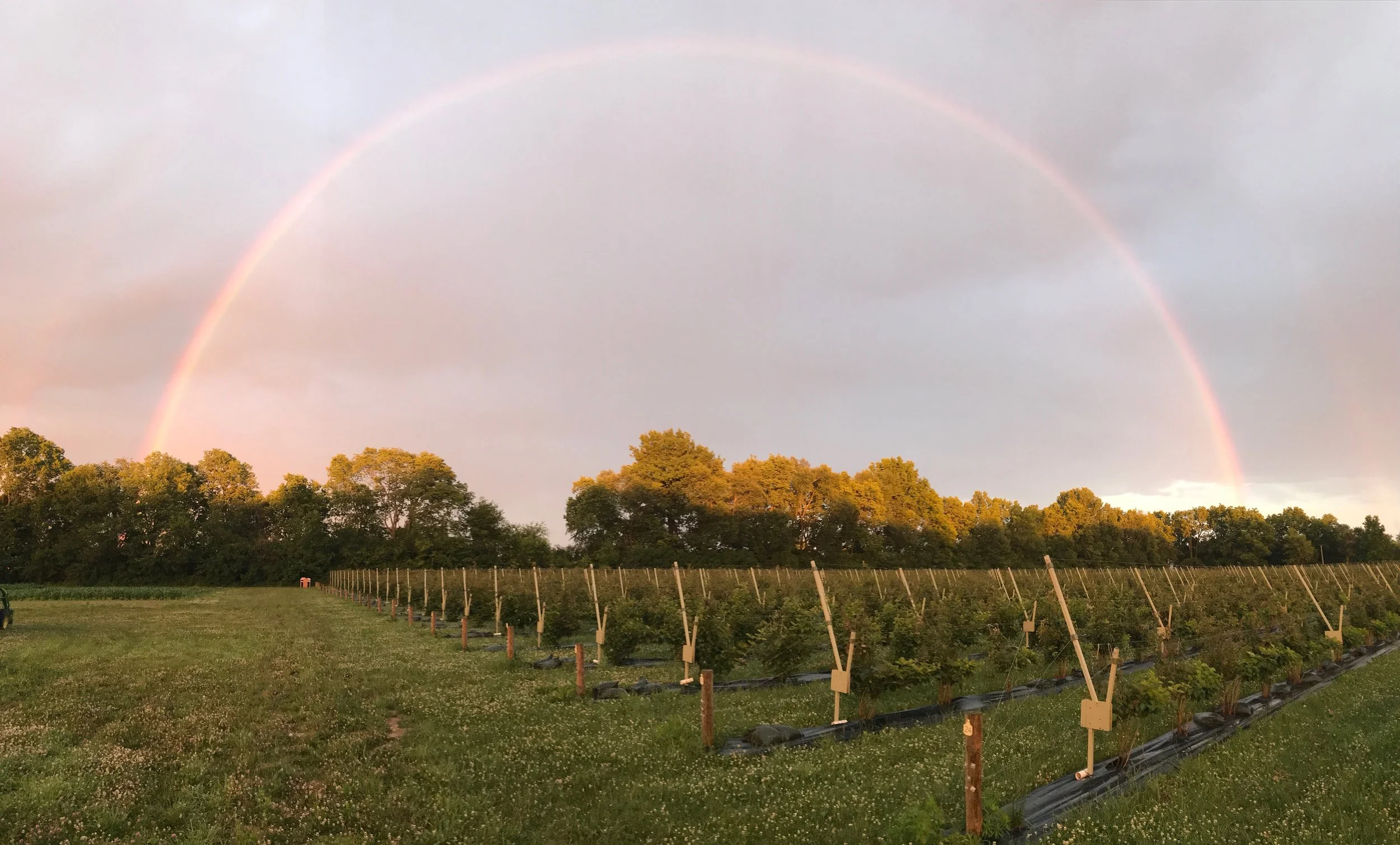 _rainbowcanes [farm].JPG