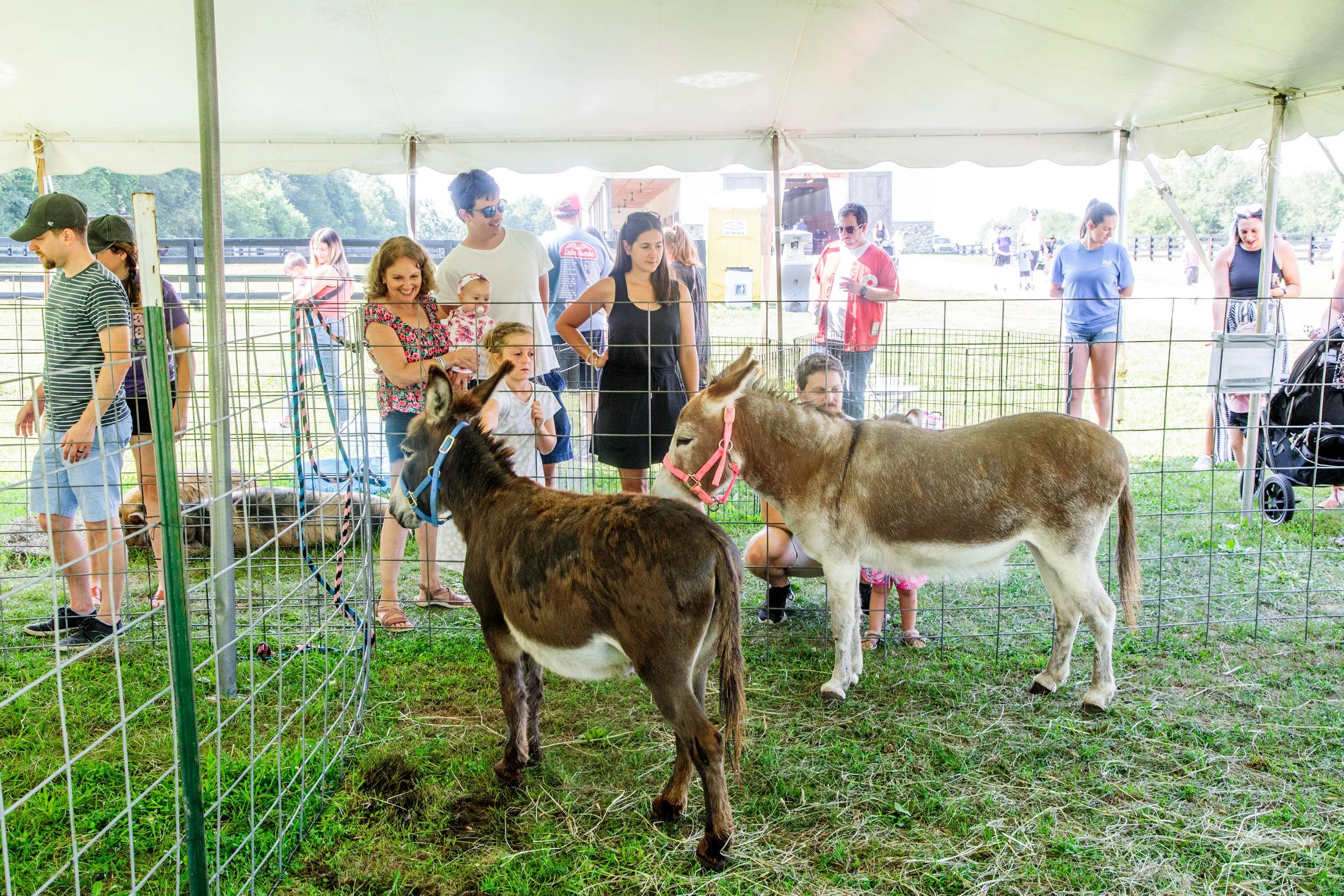 donkeys2023 [farm].jpg