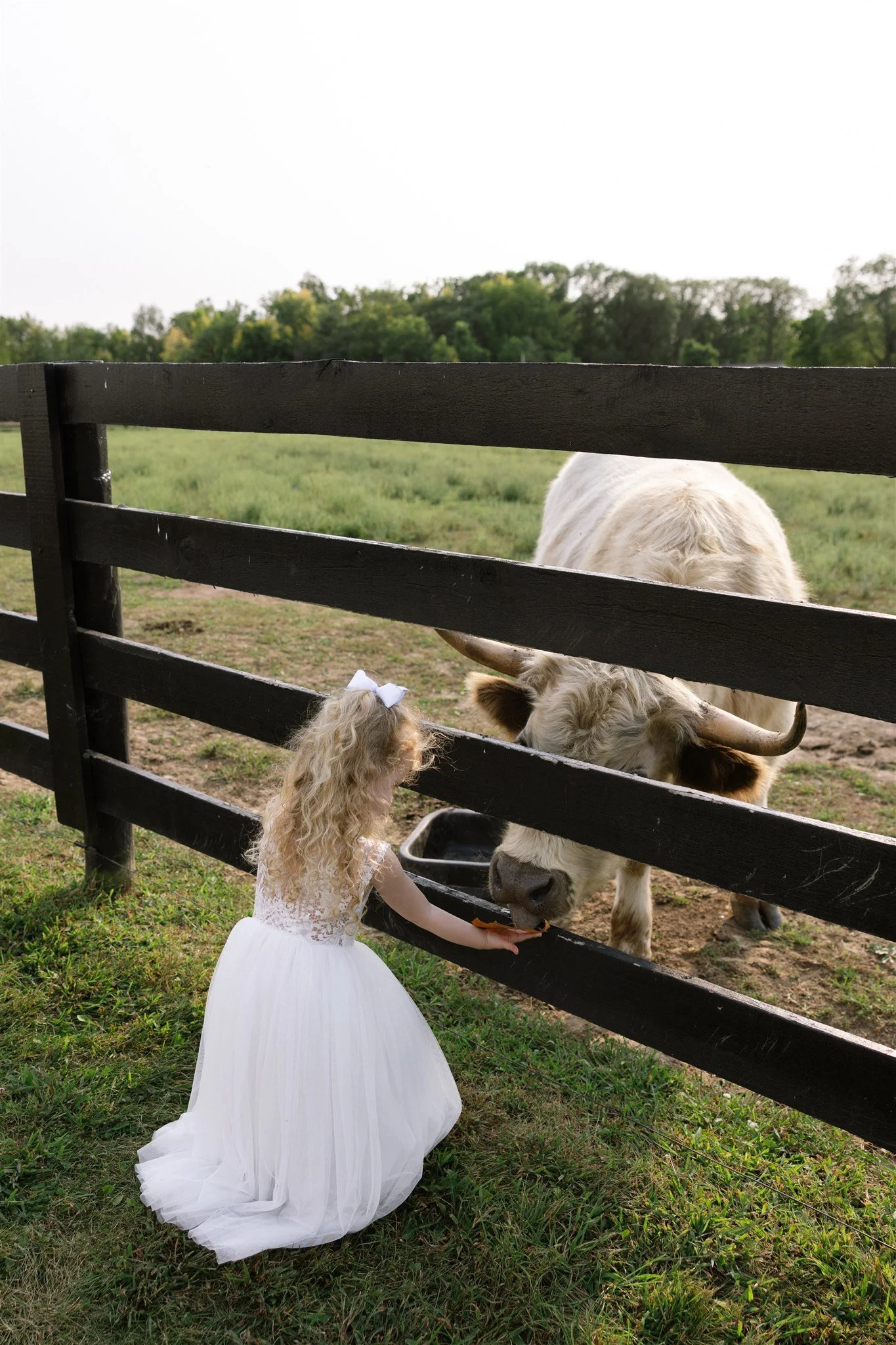 _Brucks Cow.jpg