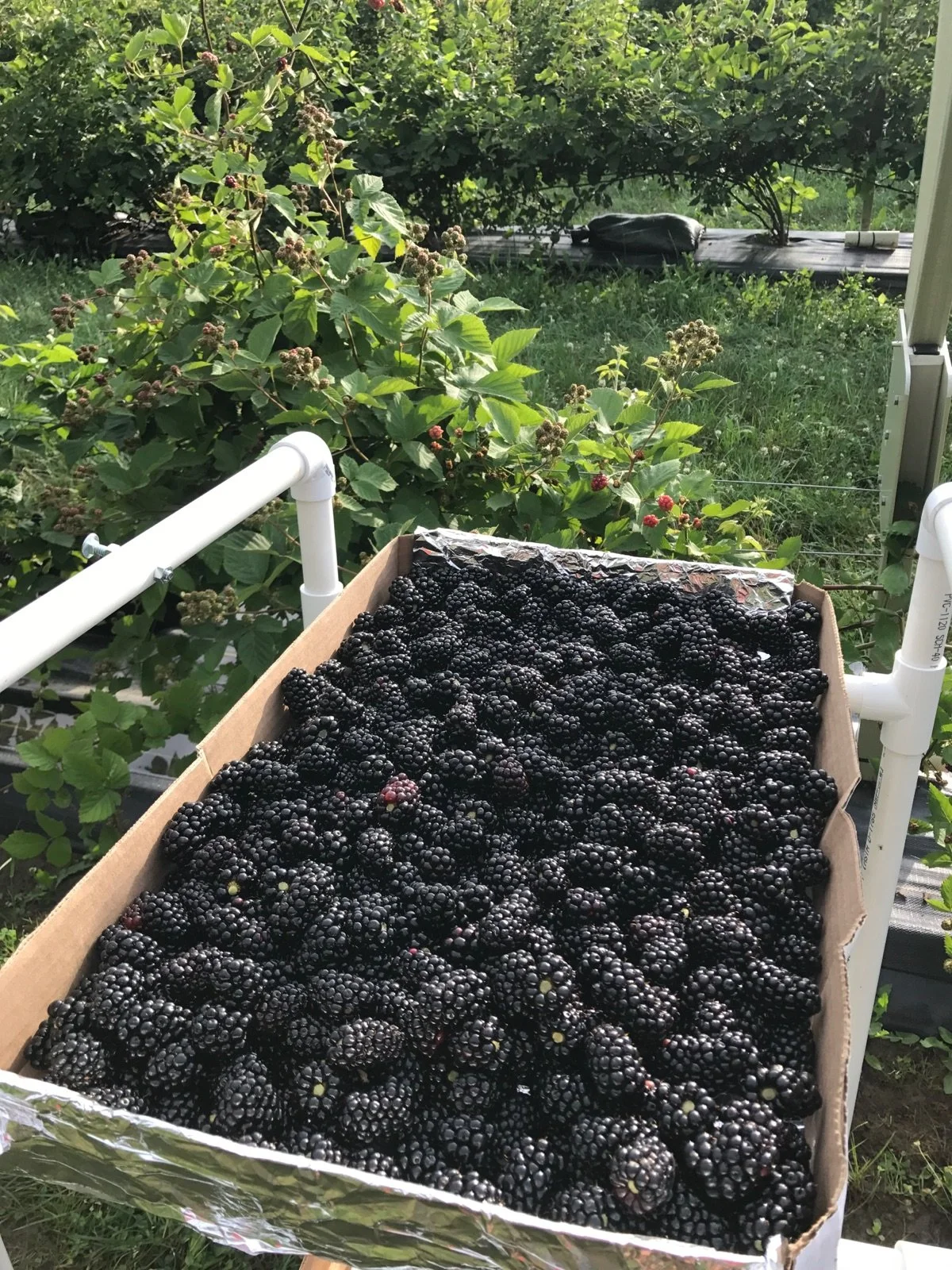 _berrytotes [farm].JPG