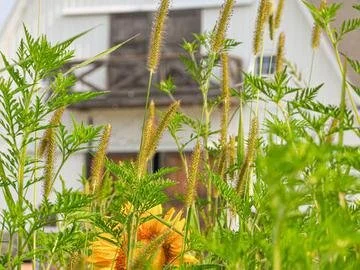 flowers barn [farm].jpeg