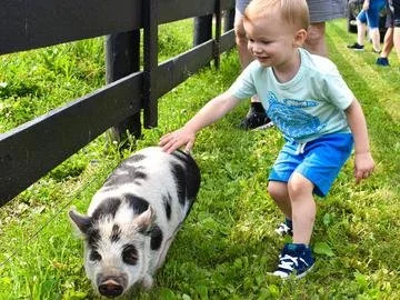 pig chase [farm].jpeg