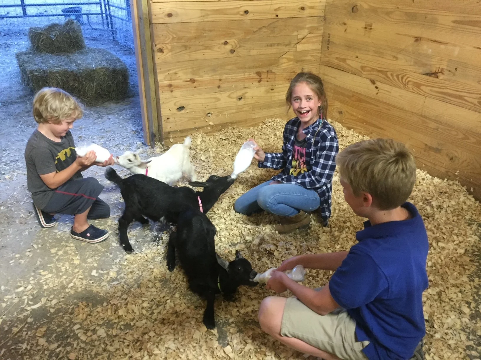 _animals - feeding goats [our story].JPG