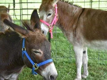 mini donkeys [farm].webp
