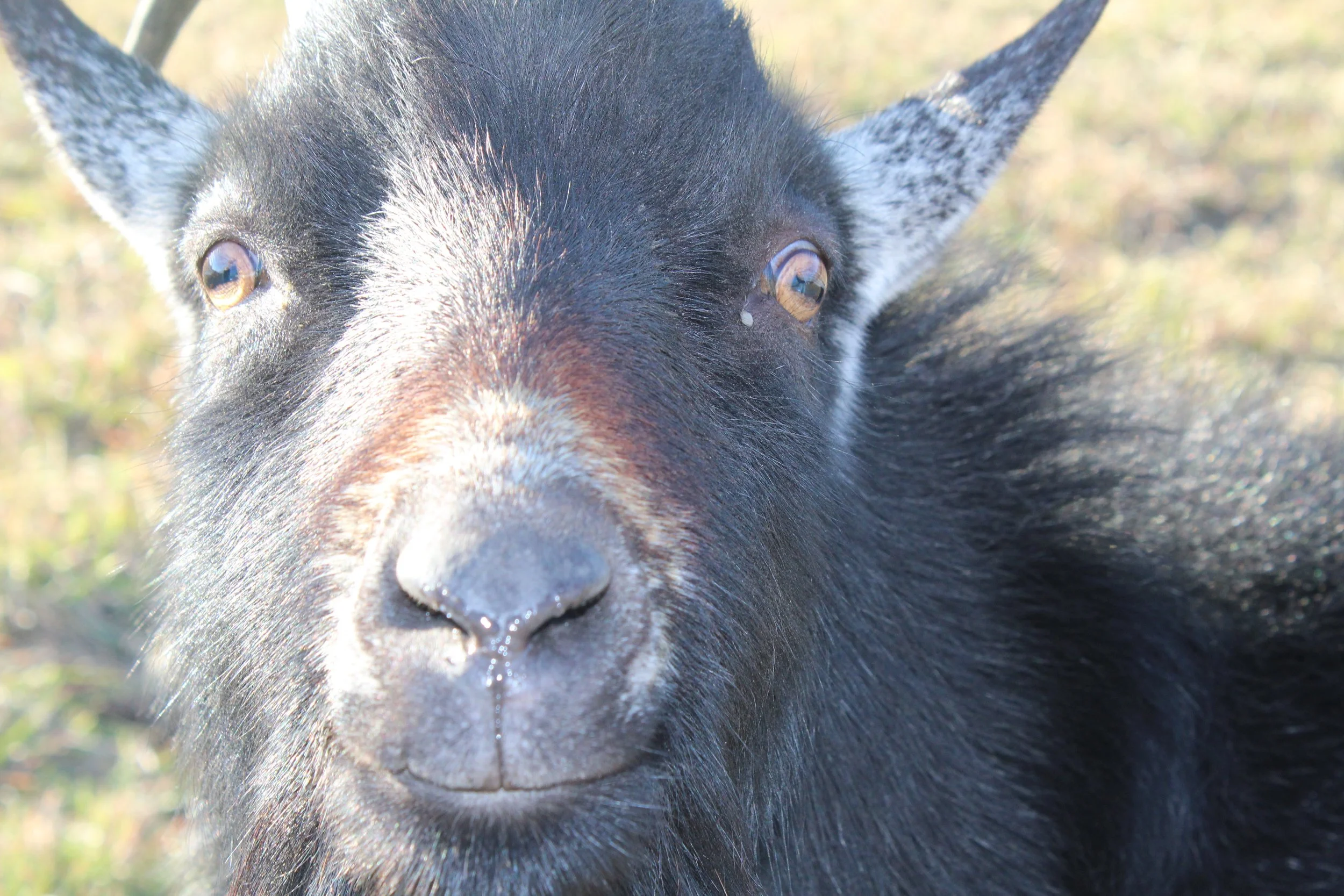 batmanfirstgoat [farm].JPG