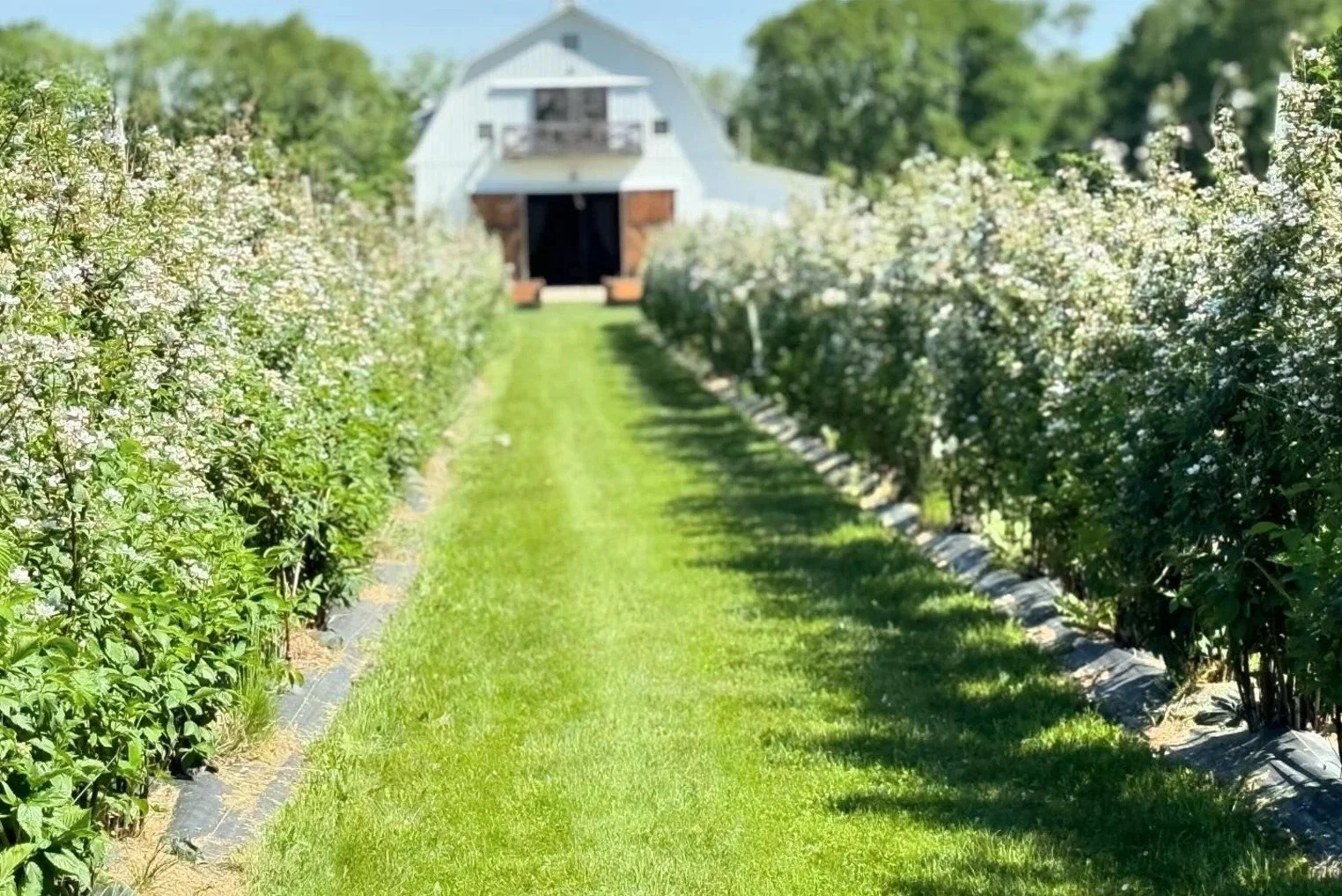 _full bloom [farm].jpg