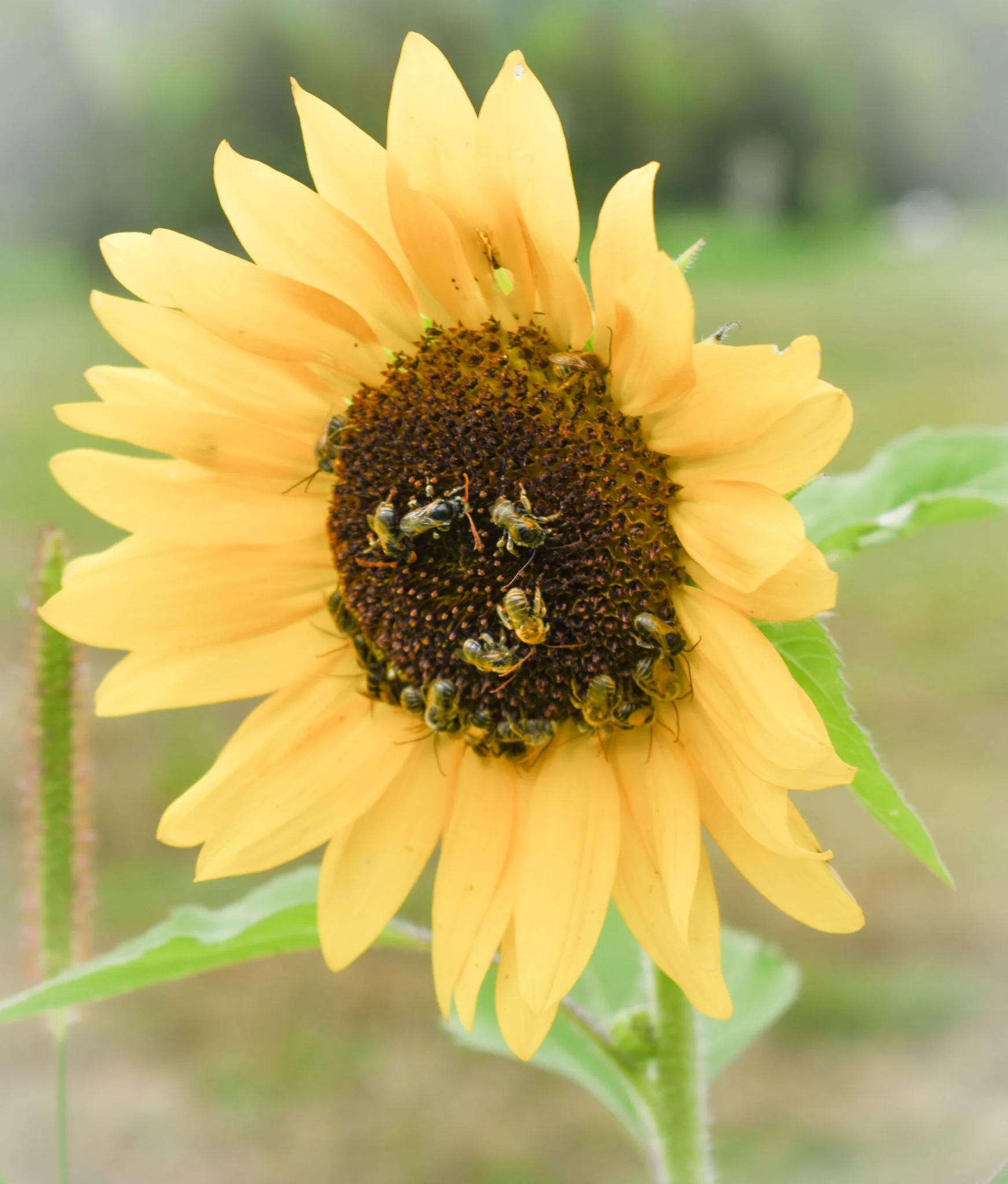 sunflowerandbees [farm].jpg