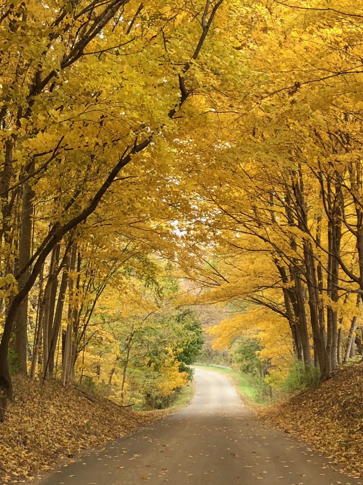 _fall road [farm].JPG