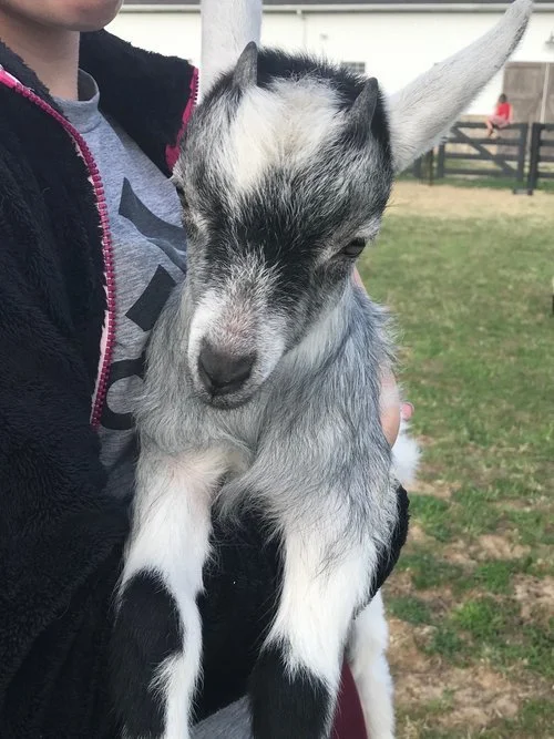 goat [farm].jpeg
