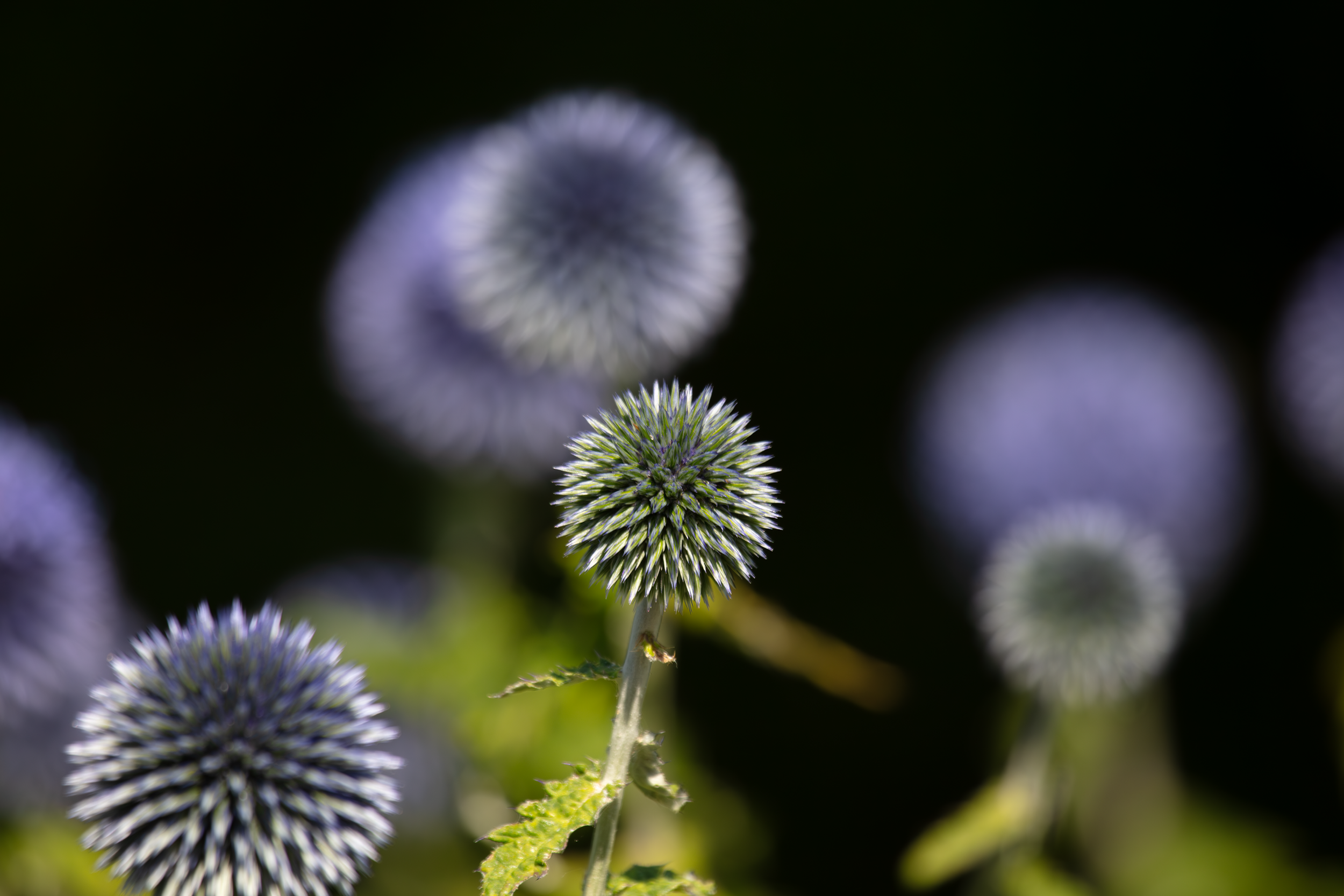 Färgglada spikiga blommor mot svart bakgrund.