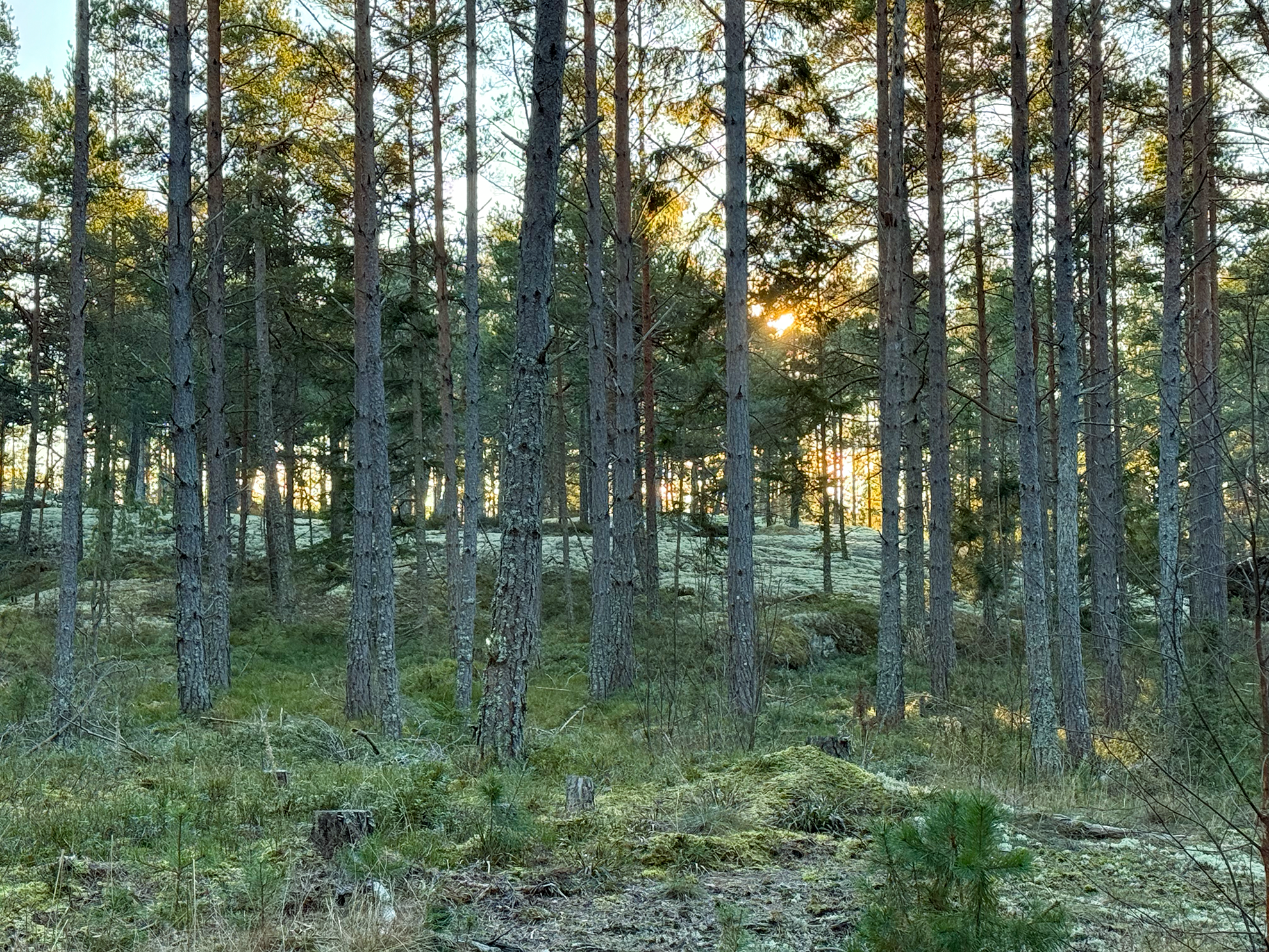En skog med tallträd och grön mark, solens ljus som lyser genom träden
