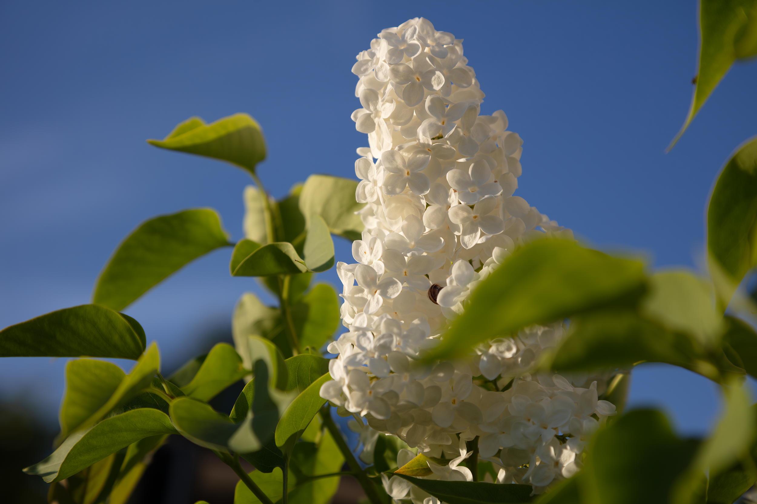 Vit lilablomma blommar på en buske med gröna blad mot en blå himmel.
