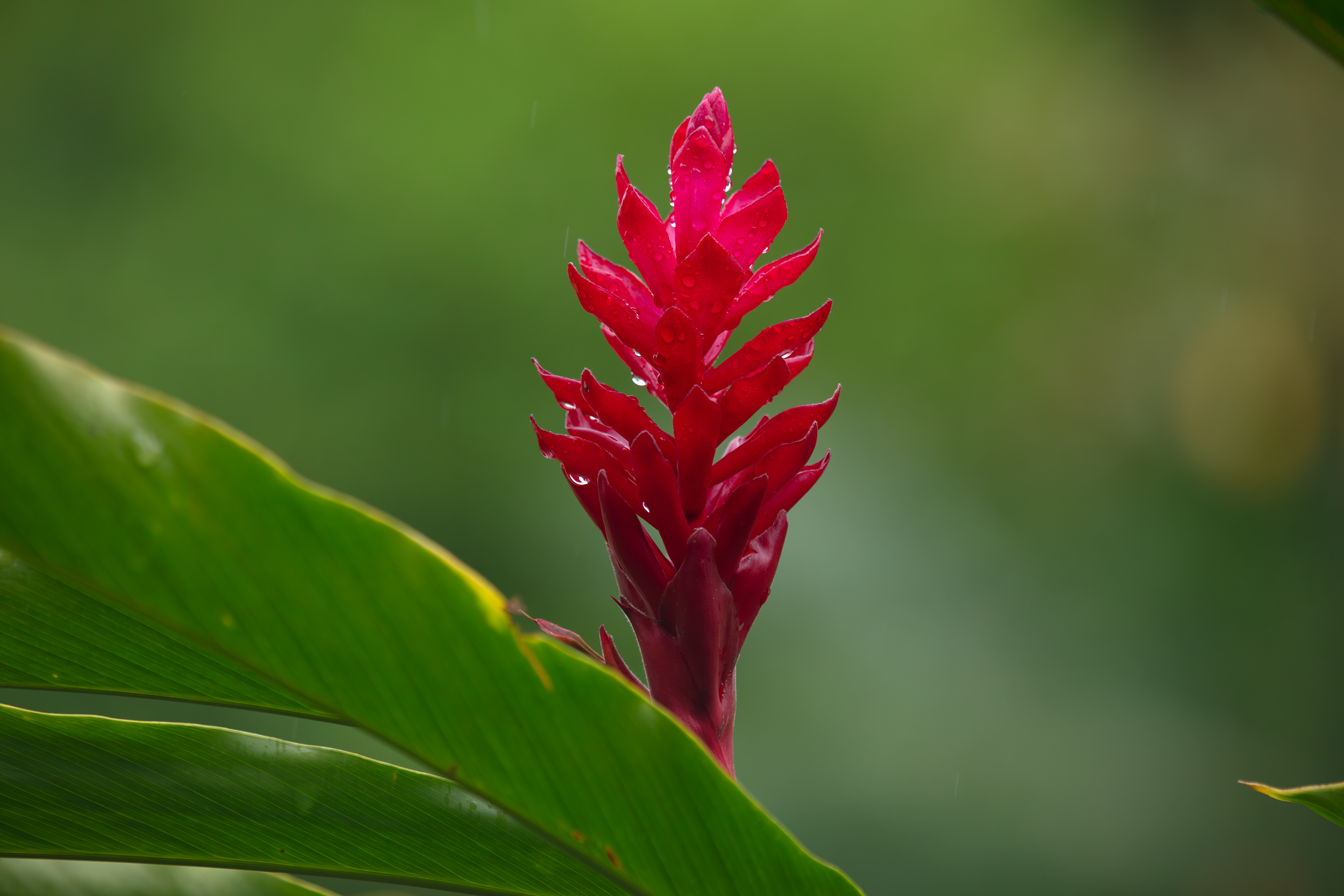 Röd blomma med droppar av regn mellan gröna blad, suddigt grönt bakgrund.