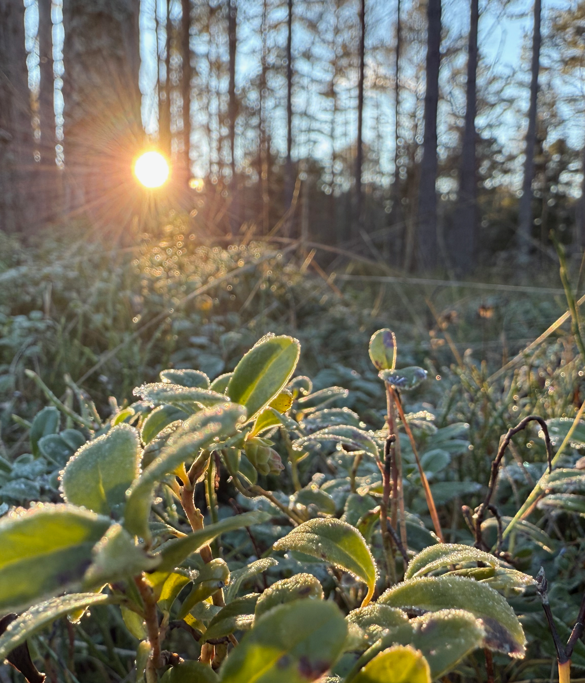 Närbild av frost täckta gröna växter med en soluppgång genom träd i bakgrunden.