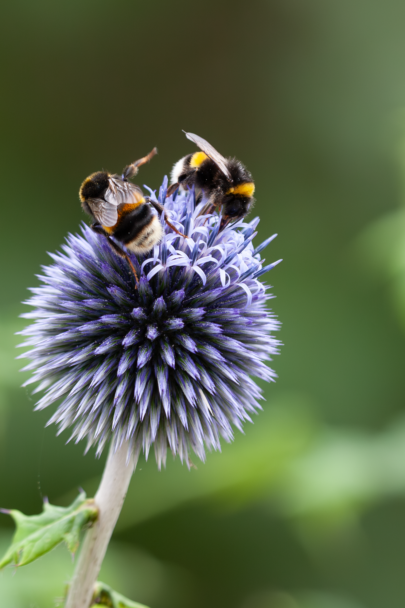 Två bumblebees samlar nektar från en blå, taggig blomma med en grön, suddig bakgrund.