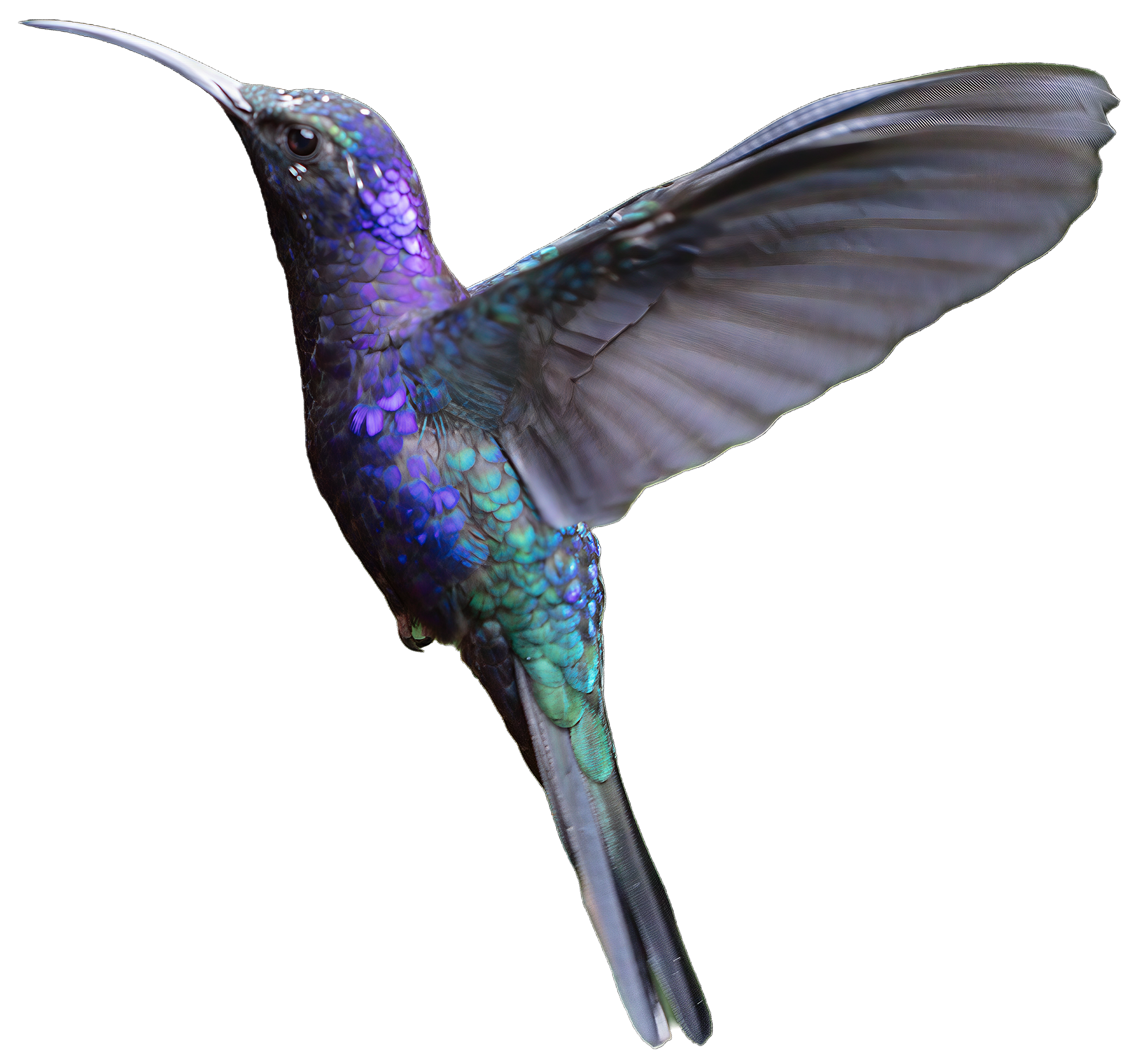 En färgglad kolibri med iridescerande fjädrar flyger med utbredda vingar.