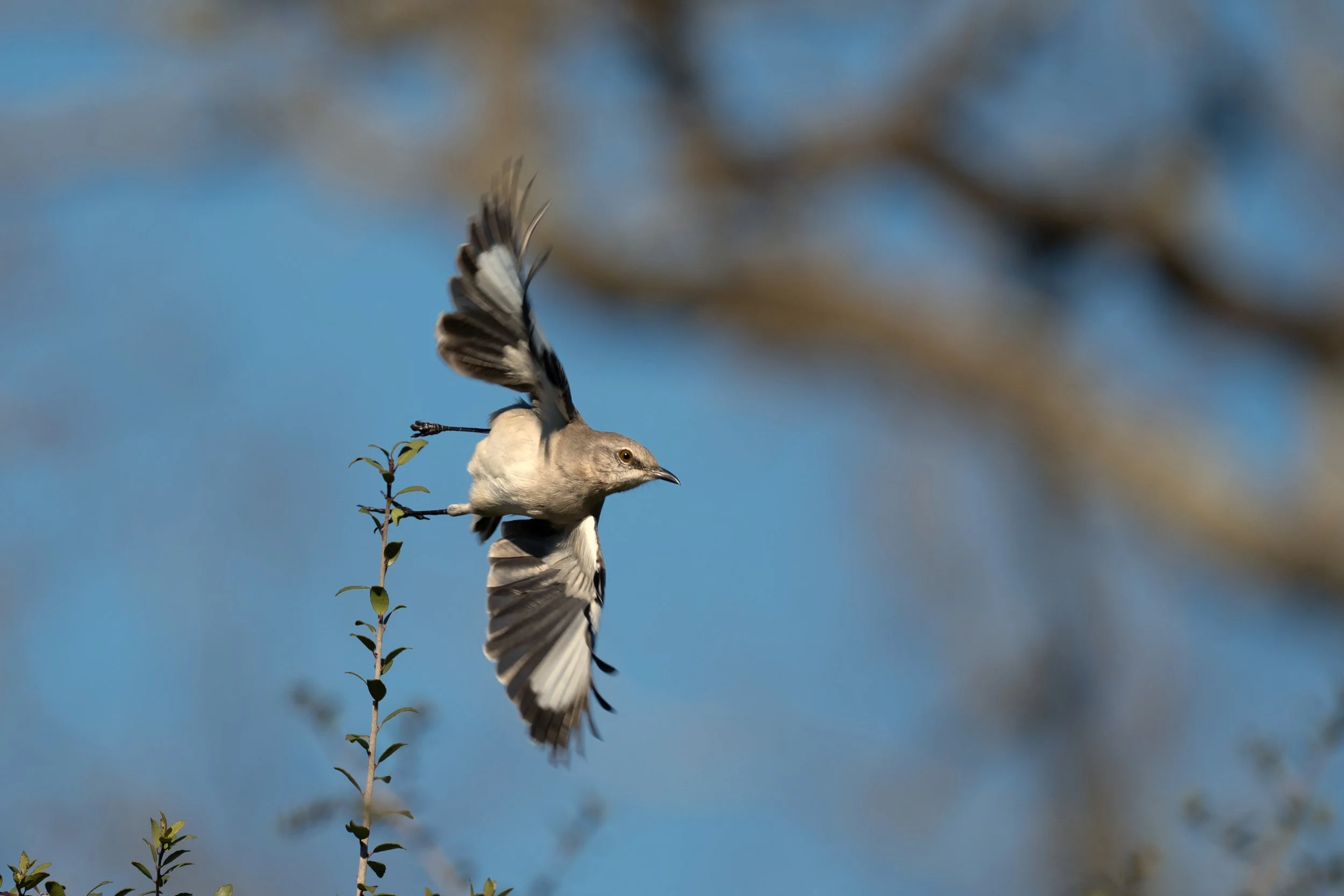 A bird perching on a small branch, with its wings spread, against a blue sky background.