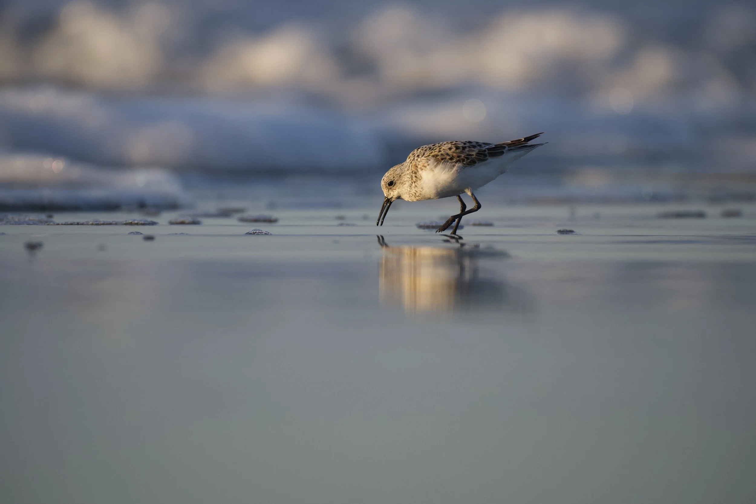 sanderling by wave