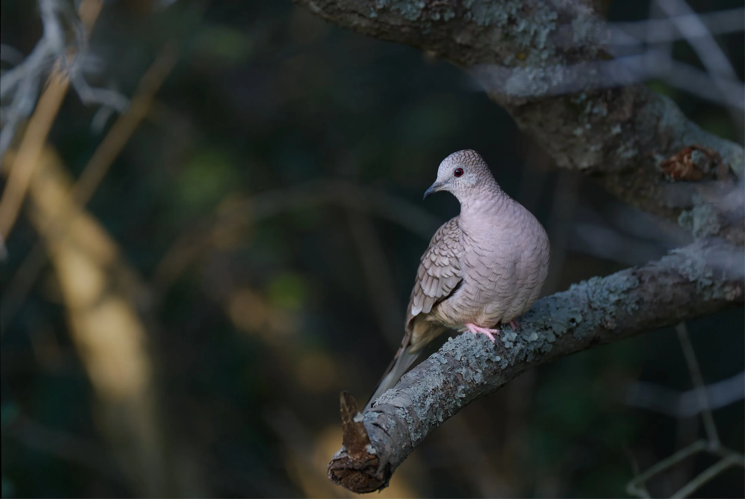 Scaled Dove