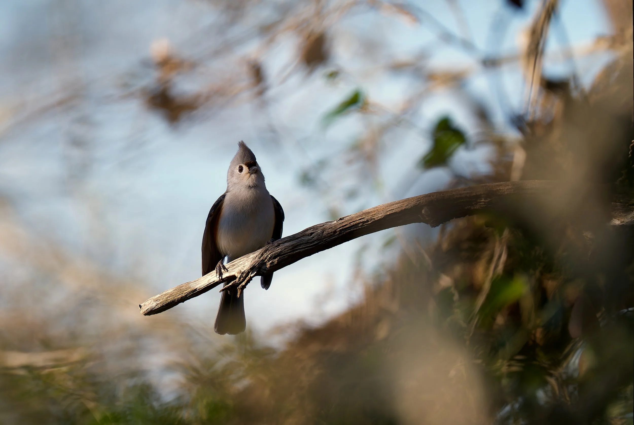 Titmouse Among The Trees