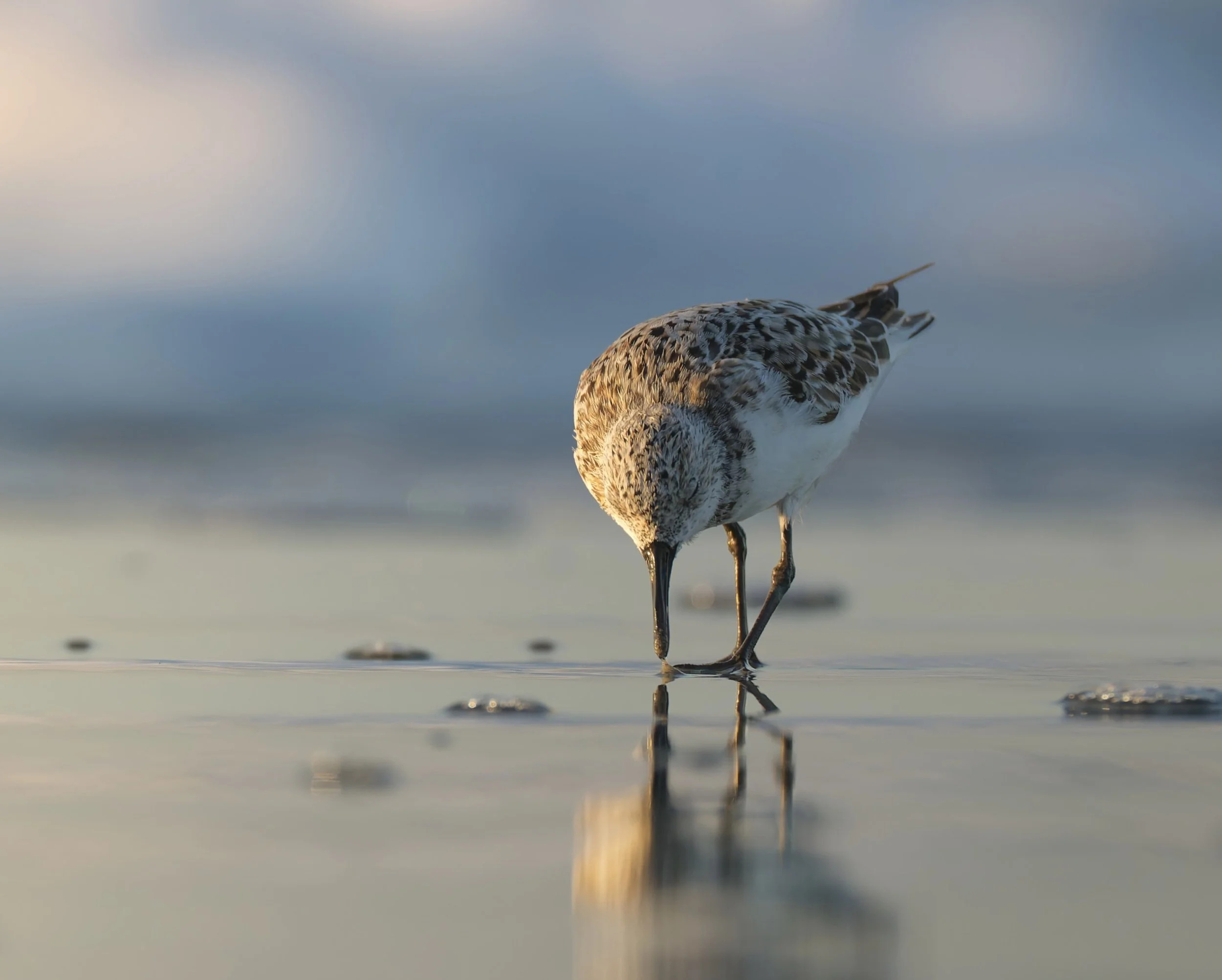 A small bird walking on shallow water at the beach with a blurred cloudy sky background.
