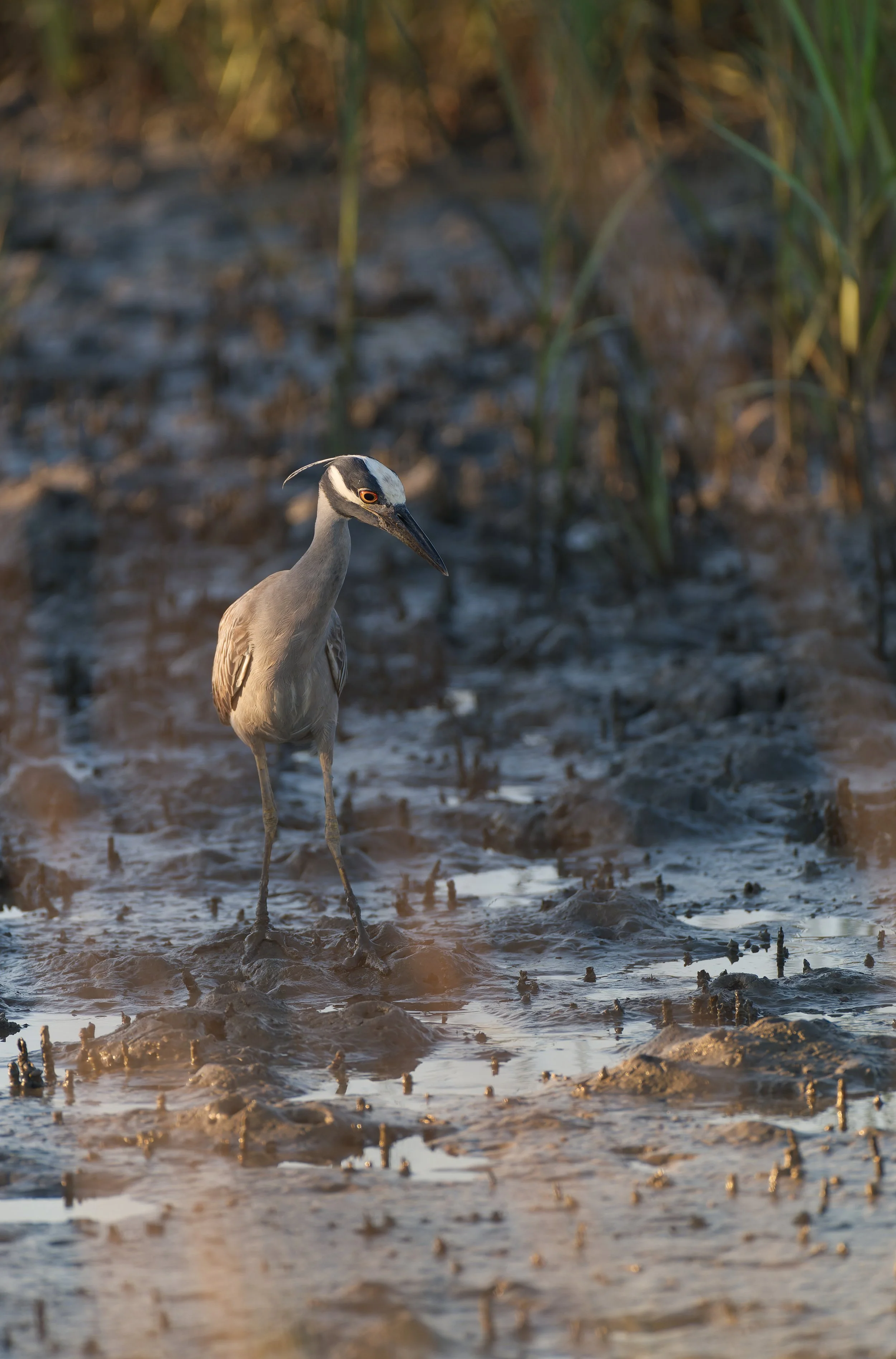 yellow-crowned night heron 