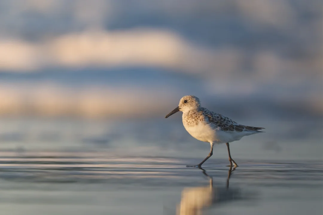 A small shorebird wading in shallow water, with gentle waves and a cloudy sky in the background.