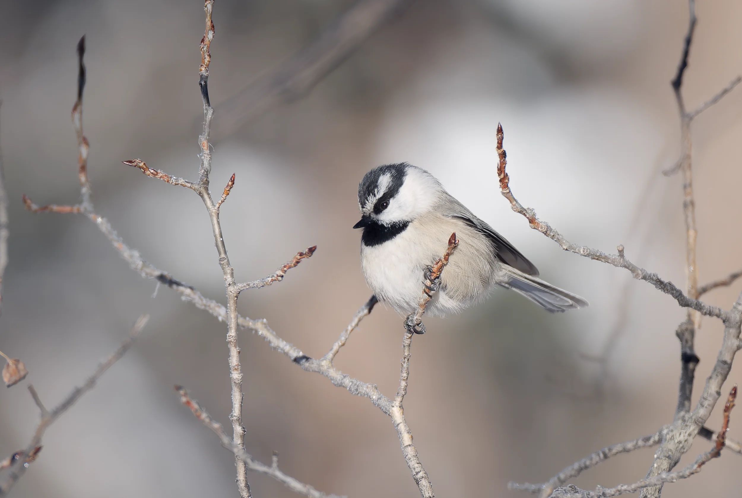 A small bird perched on a thin branch with a blurred background.