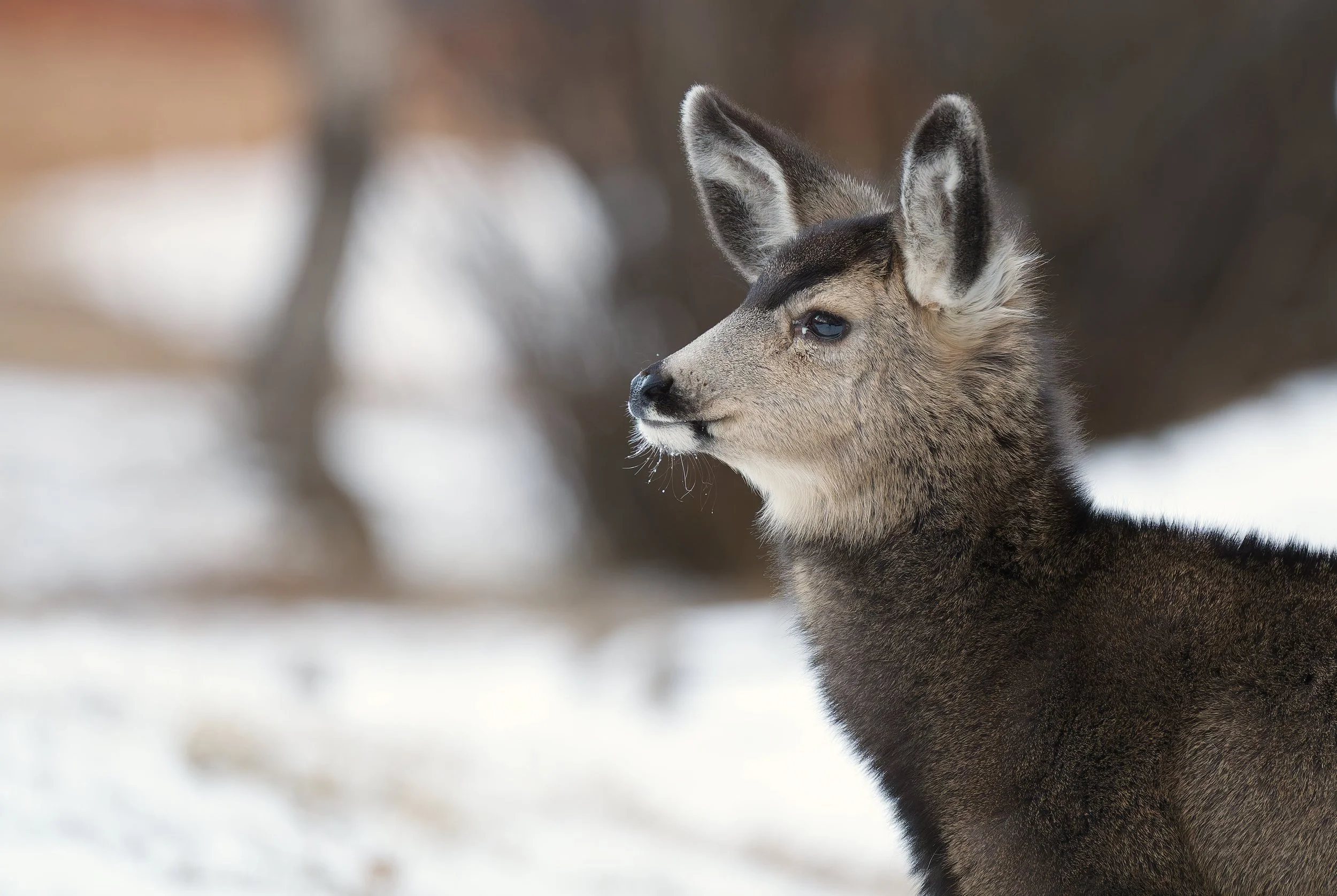 Side profile of a young mountain goat or sheep with gray and brown fur, standing outdoors in a snowy landscape with blurred trees in the background.