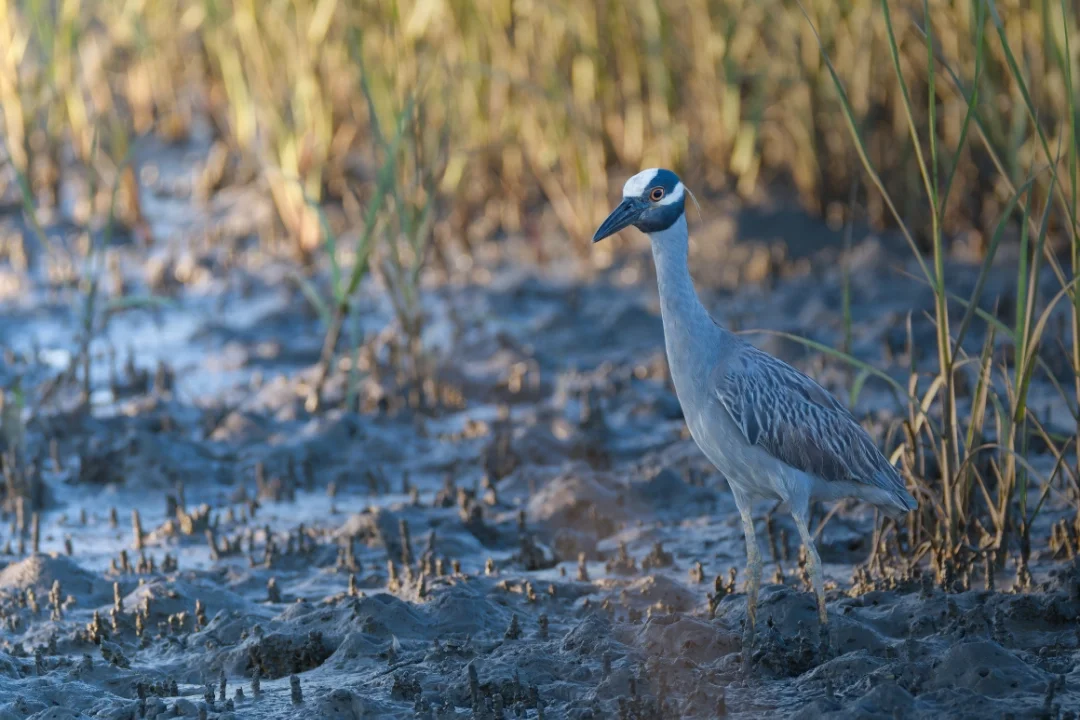 A blue and gray bird standing on mud amidst tall grasses, near a marsh or wetland.