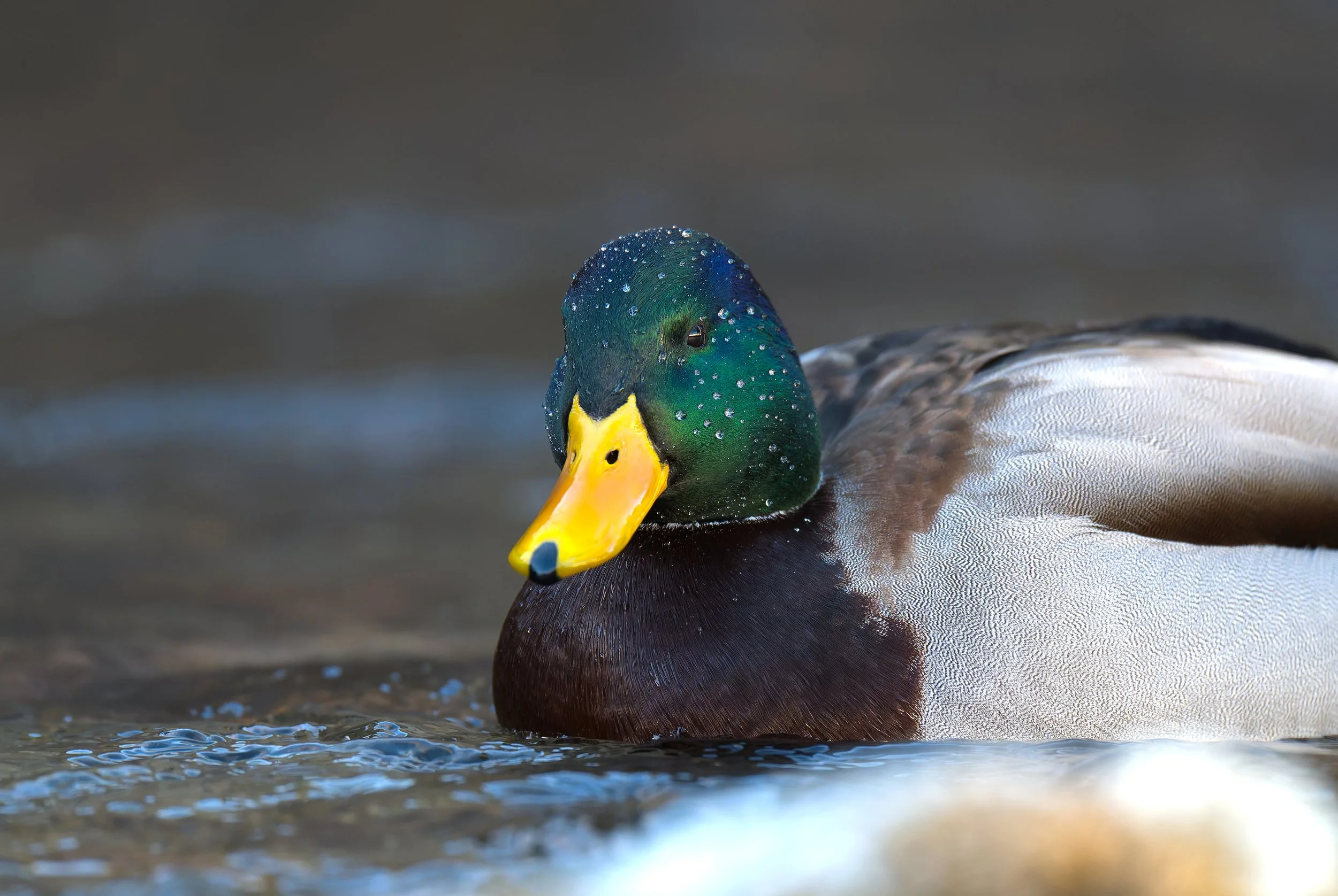 Close-up of a mallard duck swimming in water, with water droplets on its head.