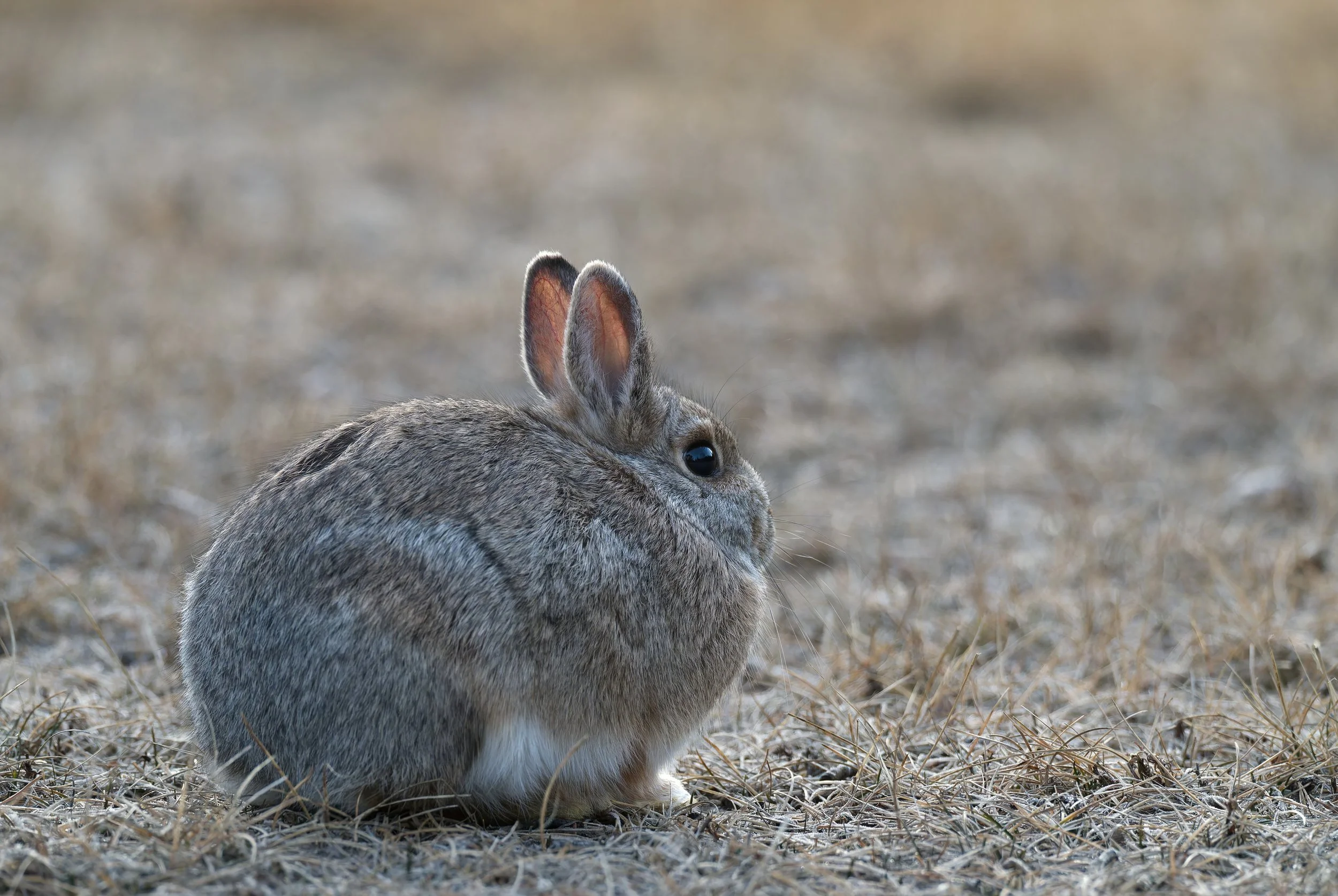 Photo of a rabbit at sunrise.