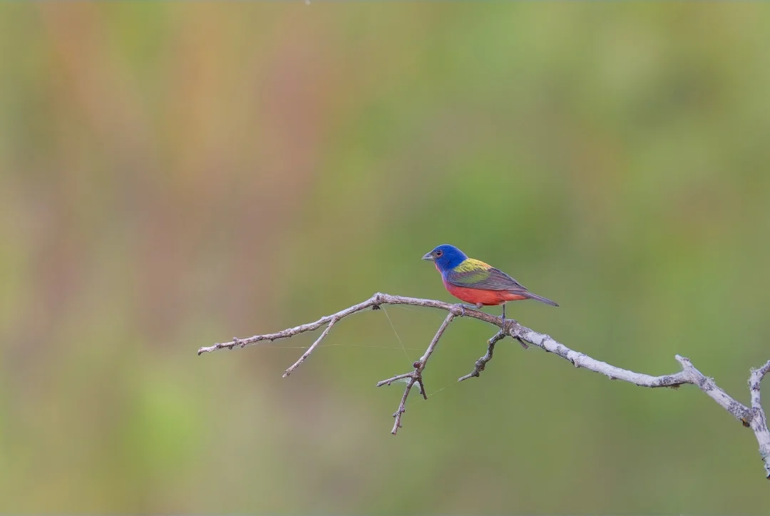 A colorful bird with a blue head, green back, and red belly perched on a bare branch against a blurred green background.