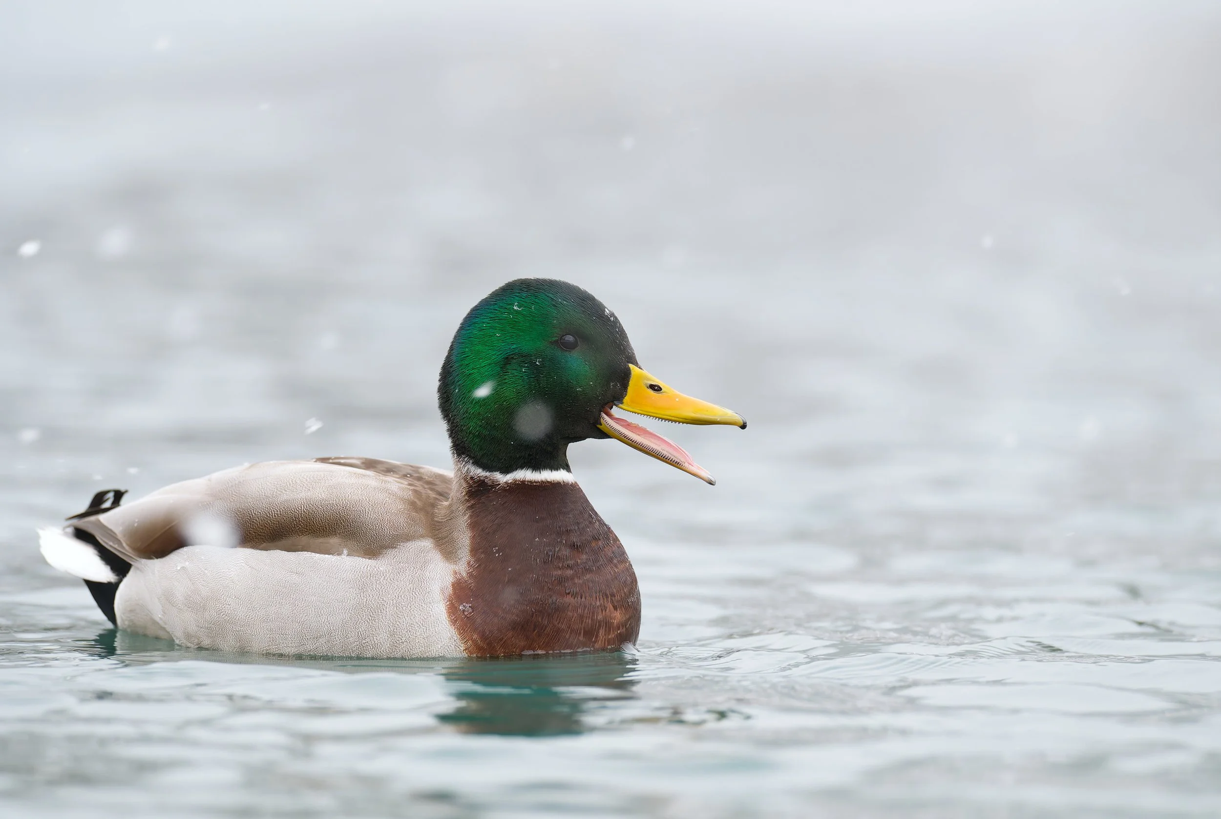 photo of a mallard duck on the water in snow.