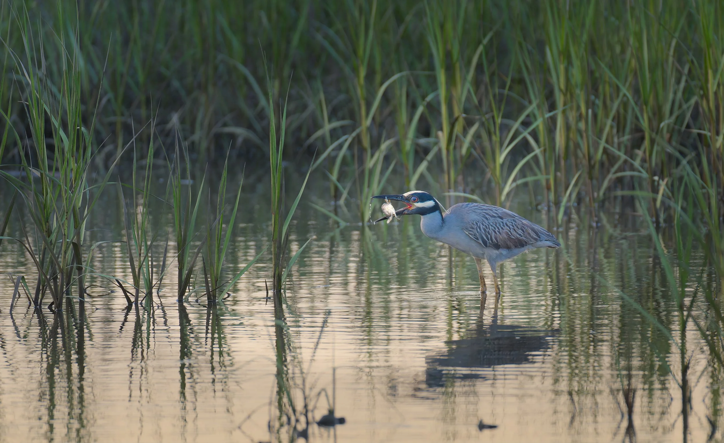 yellow-crowned night heron eating crab