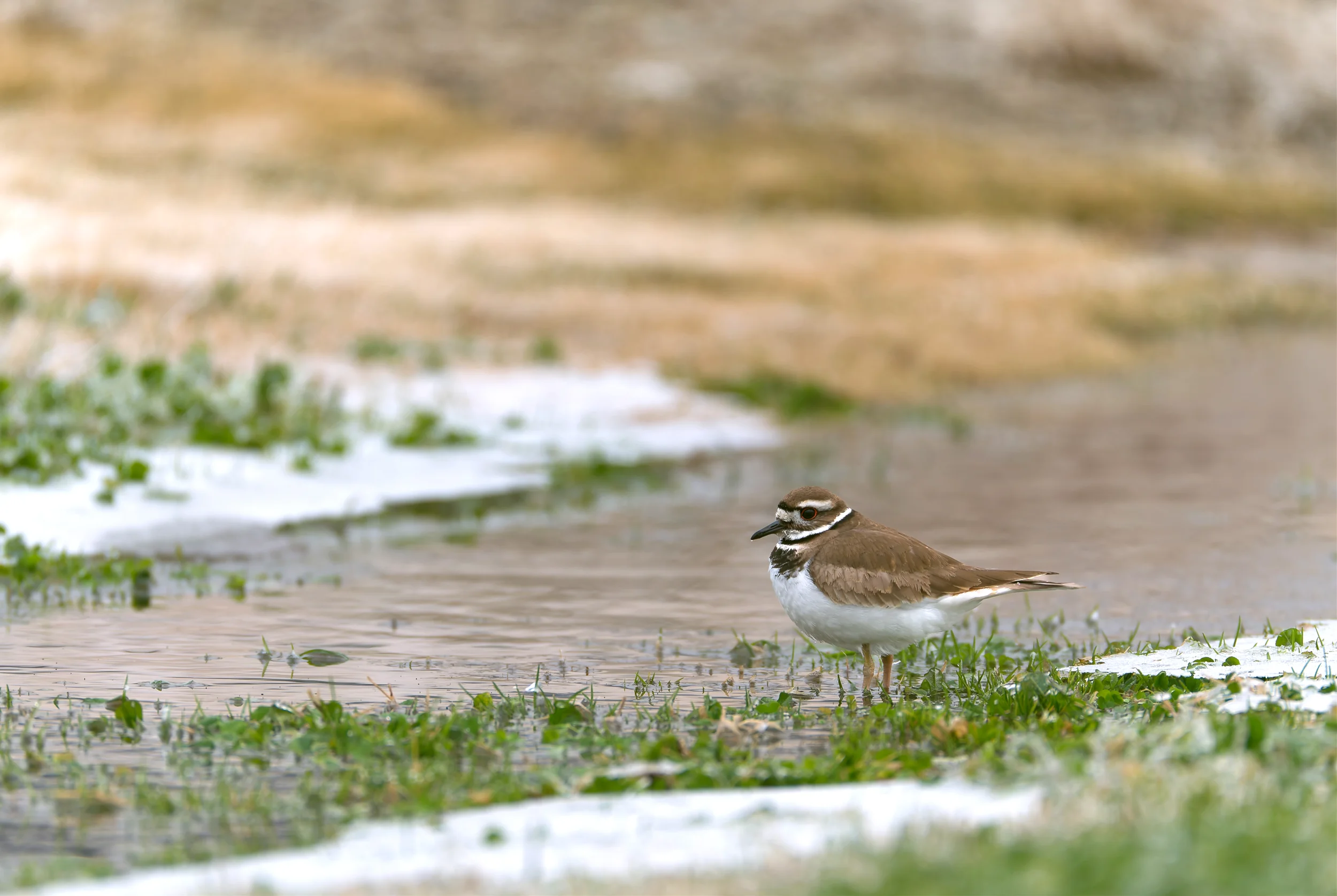 A walking bird with a brown and white body, black beak, and orange eye standing in shallow water surrounded by green plants, with patches of snow or ice on the ground.