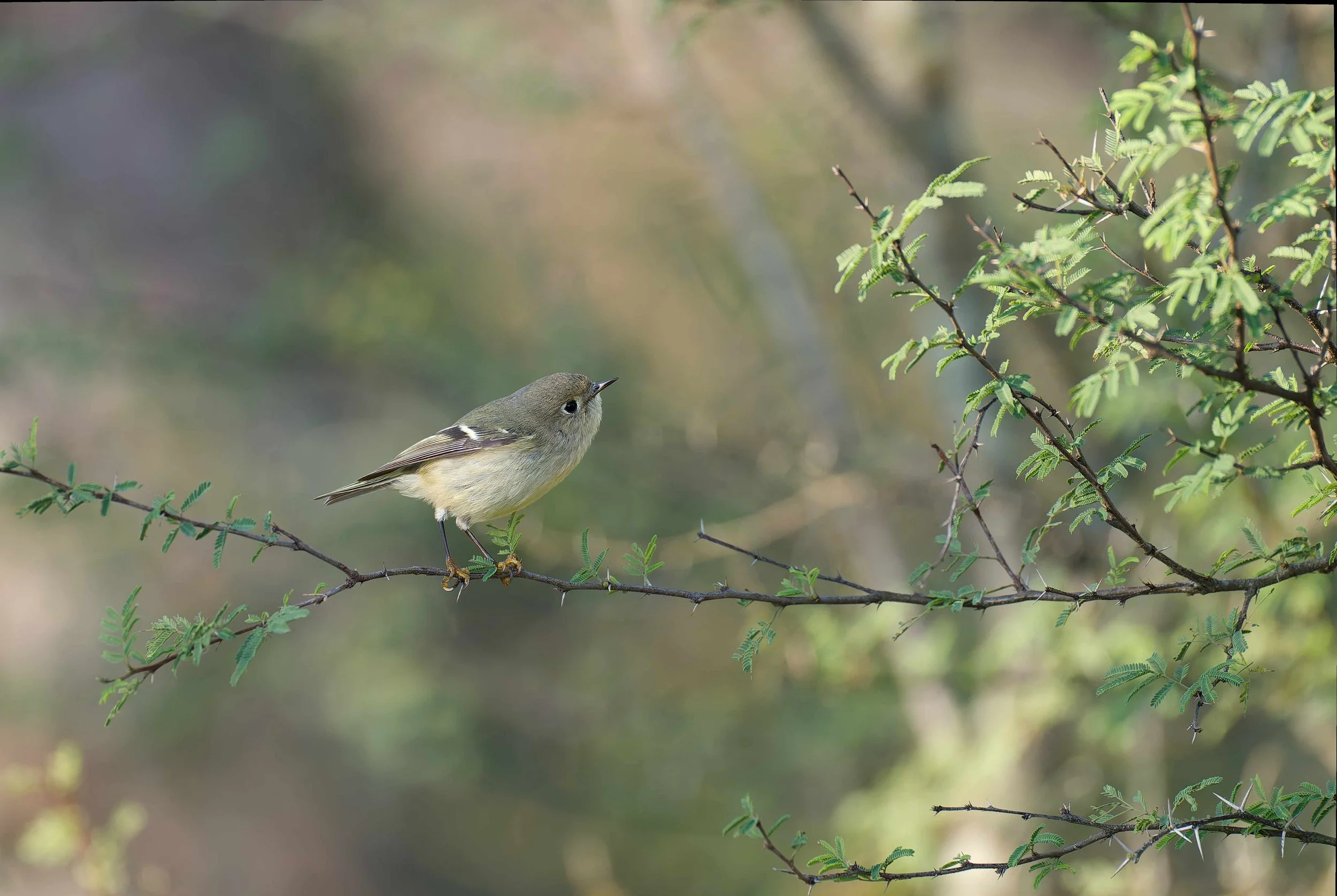 A small bird with light brown and yellowish feathers perched on a thin branch with green leaves, against a blurred natural background.