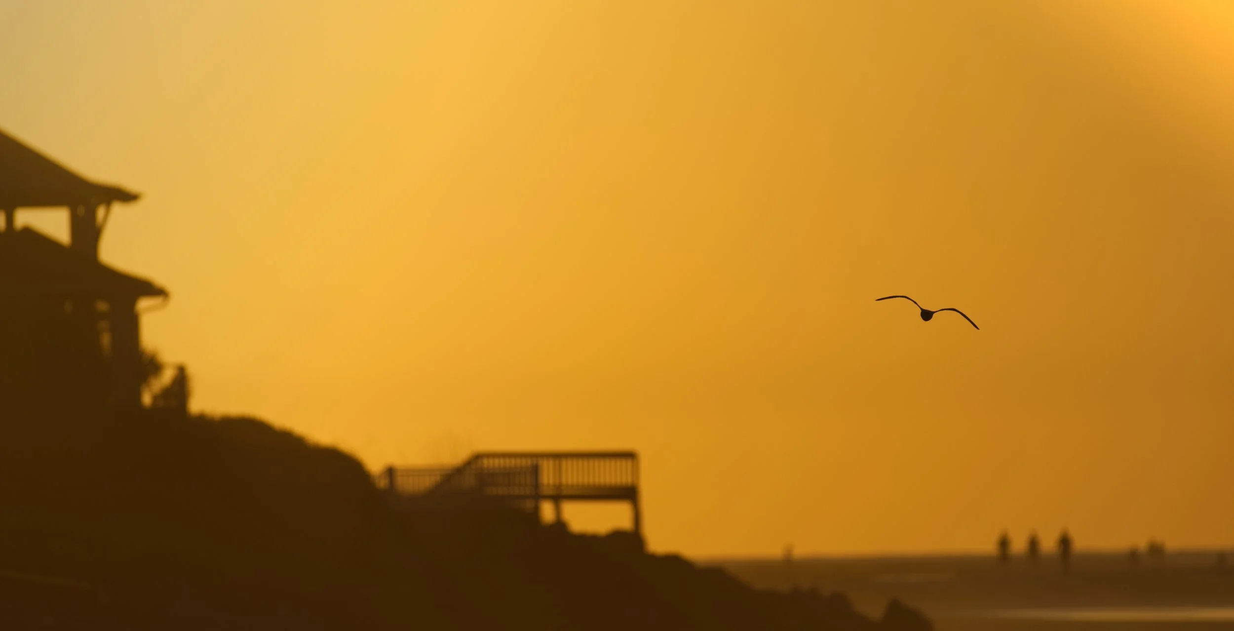 sea gull at sunrise