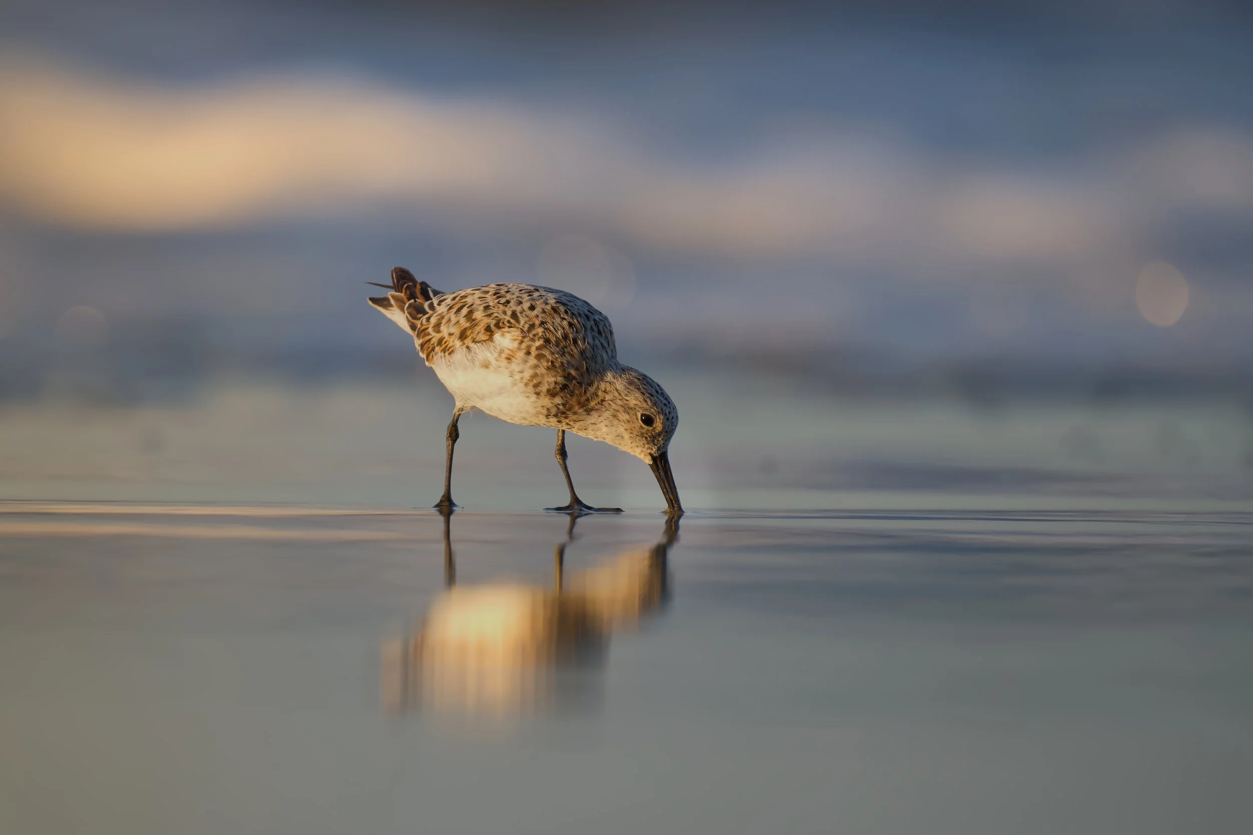 A bird with speckled brown and white feathers drinking water with its beak, reflected on the surface, under a soft cloudy sky.