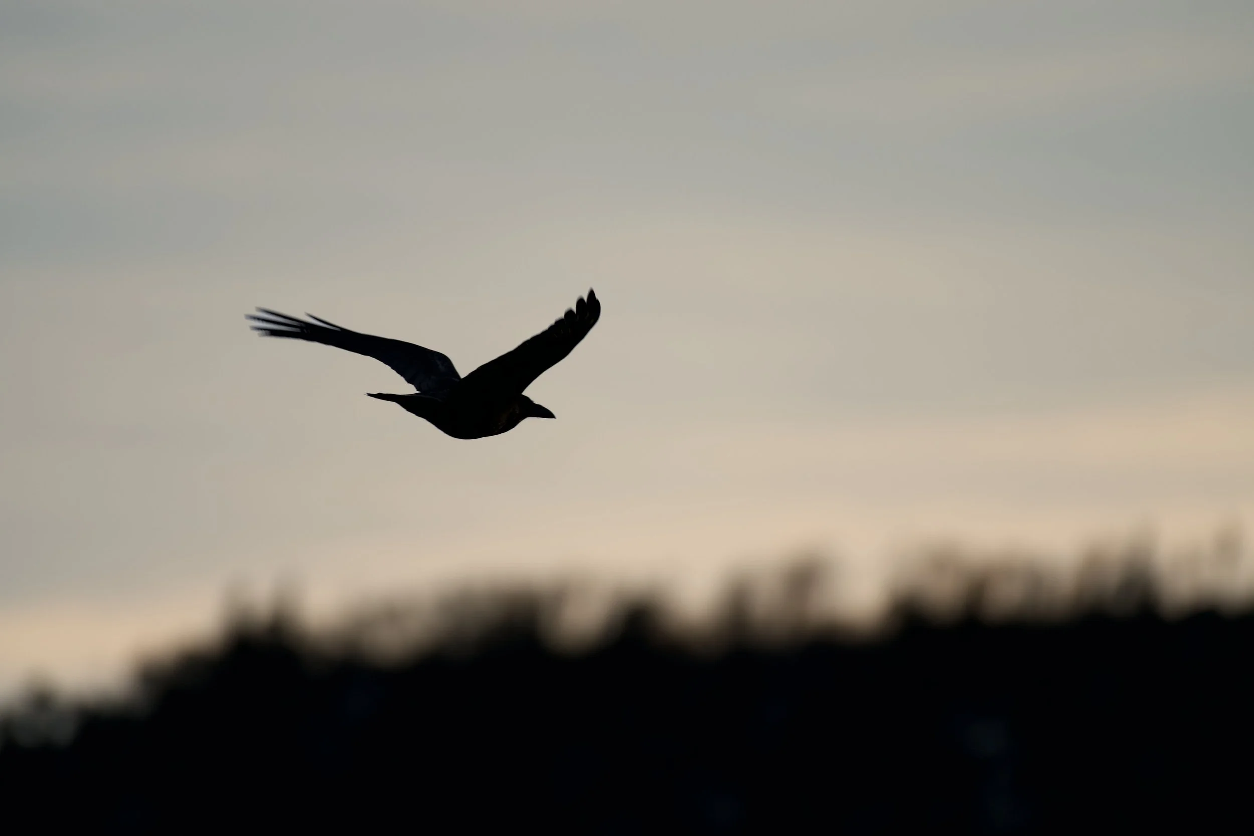Silhouette of a bird flying against a cloudy sky during sunset or sunrise.