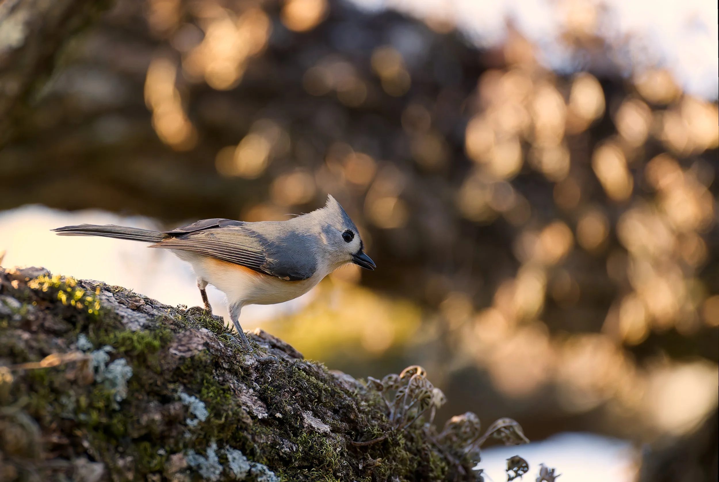 A small bird, possibly a tufted titmouse, perched on a moss-covered tree trunk in a natural setting with warm, blurred background.