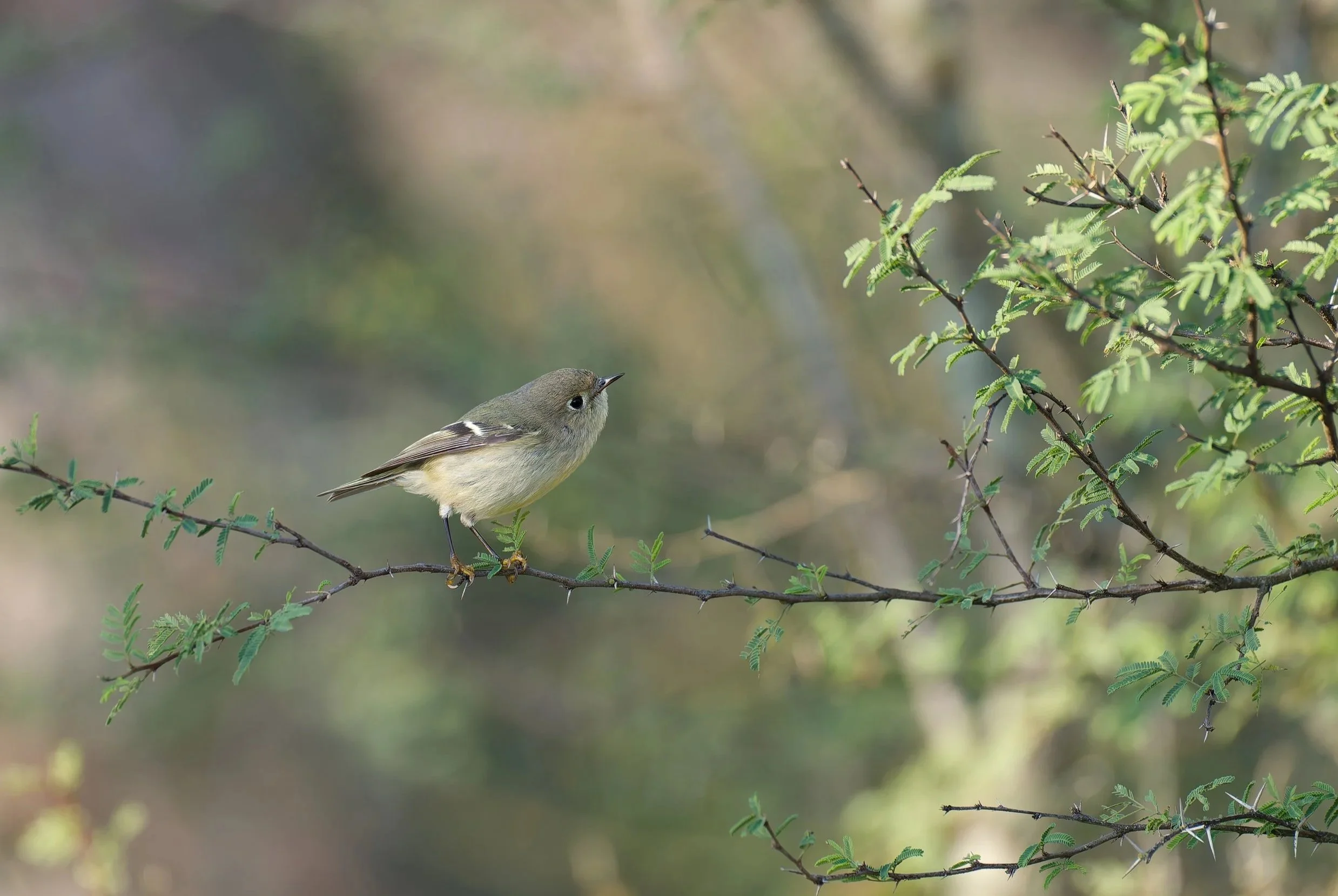 A small bird perched on a thin, spiky branch with green leaves, in a natural outdoor setting.