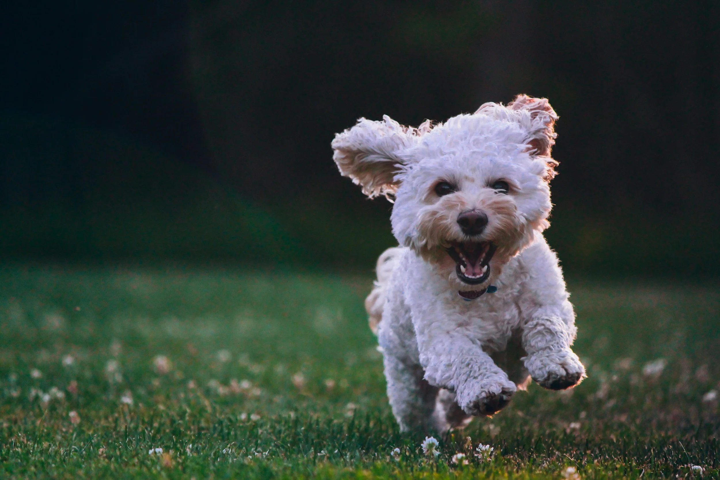 A small white dog with curly fur running on grass, looking happy with ears flopping and tongue out.