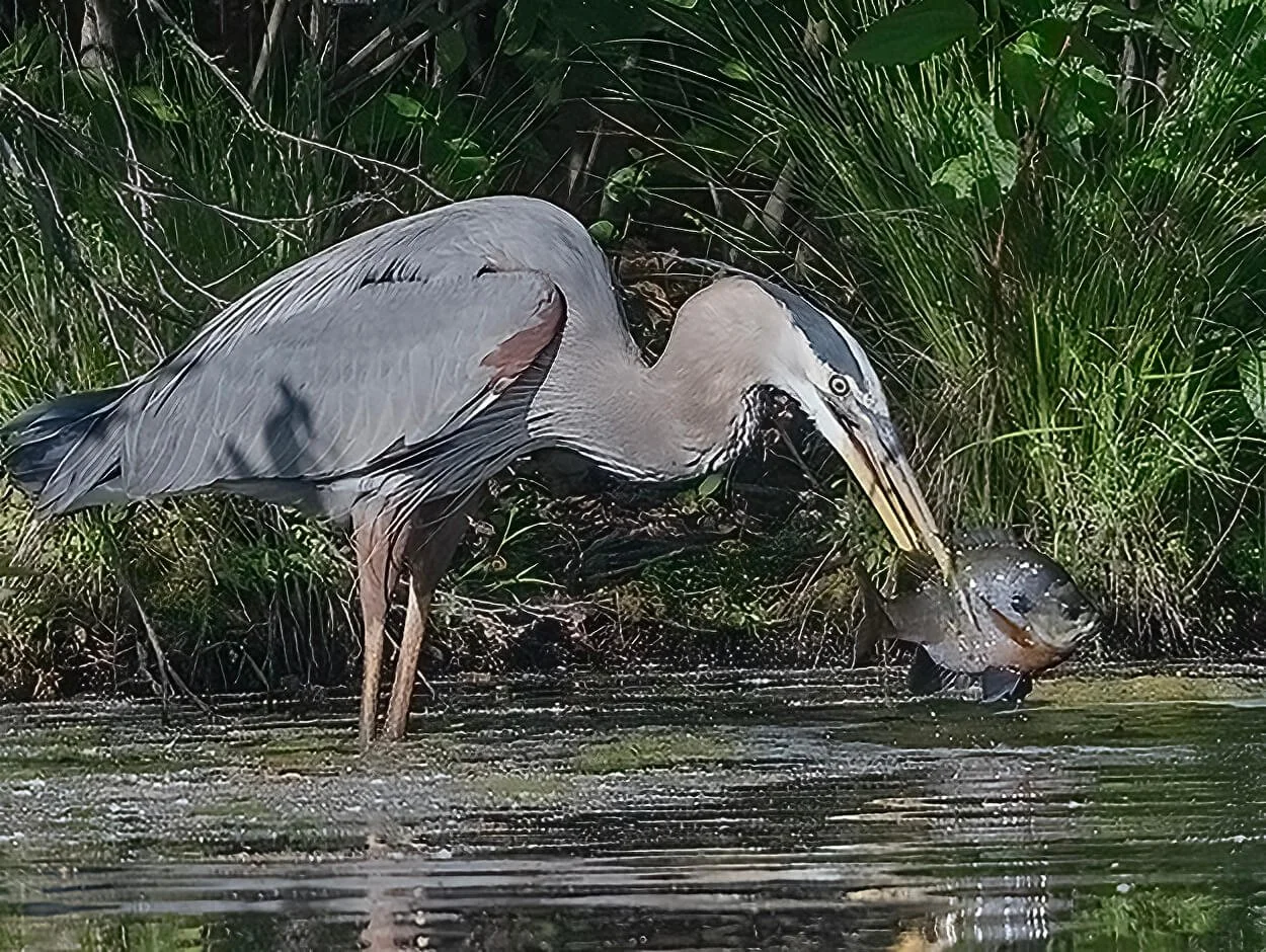 Blue Heron.jpg