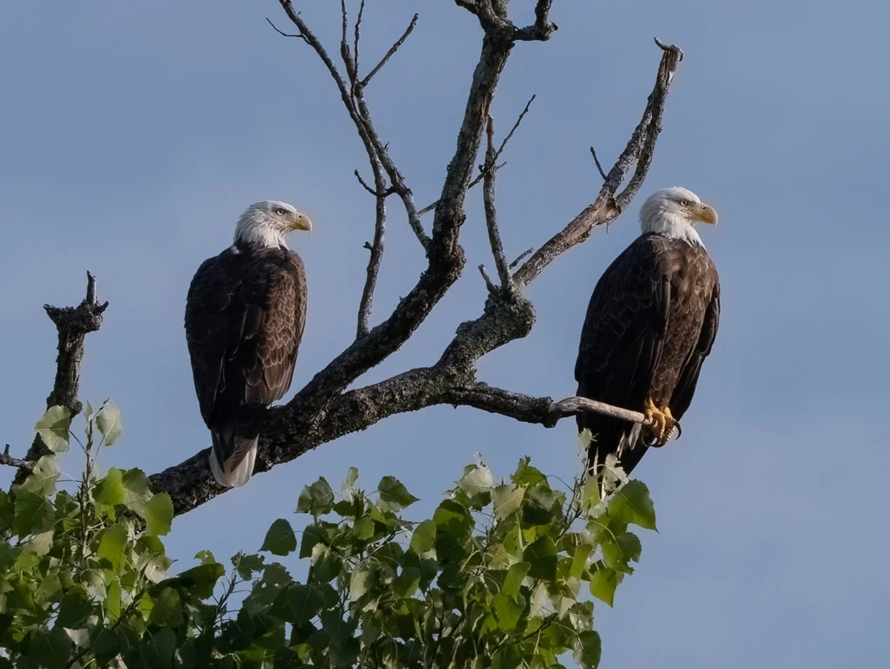 Pair of Resident Eagles.jpg