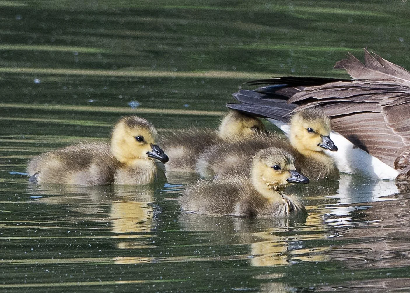 Baby Ducks.jpg