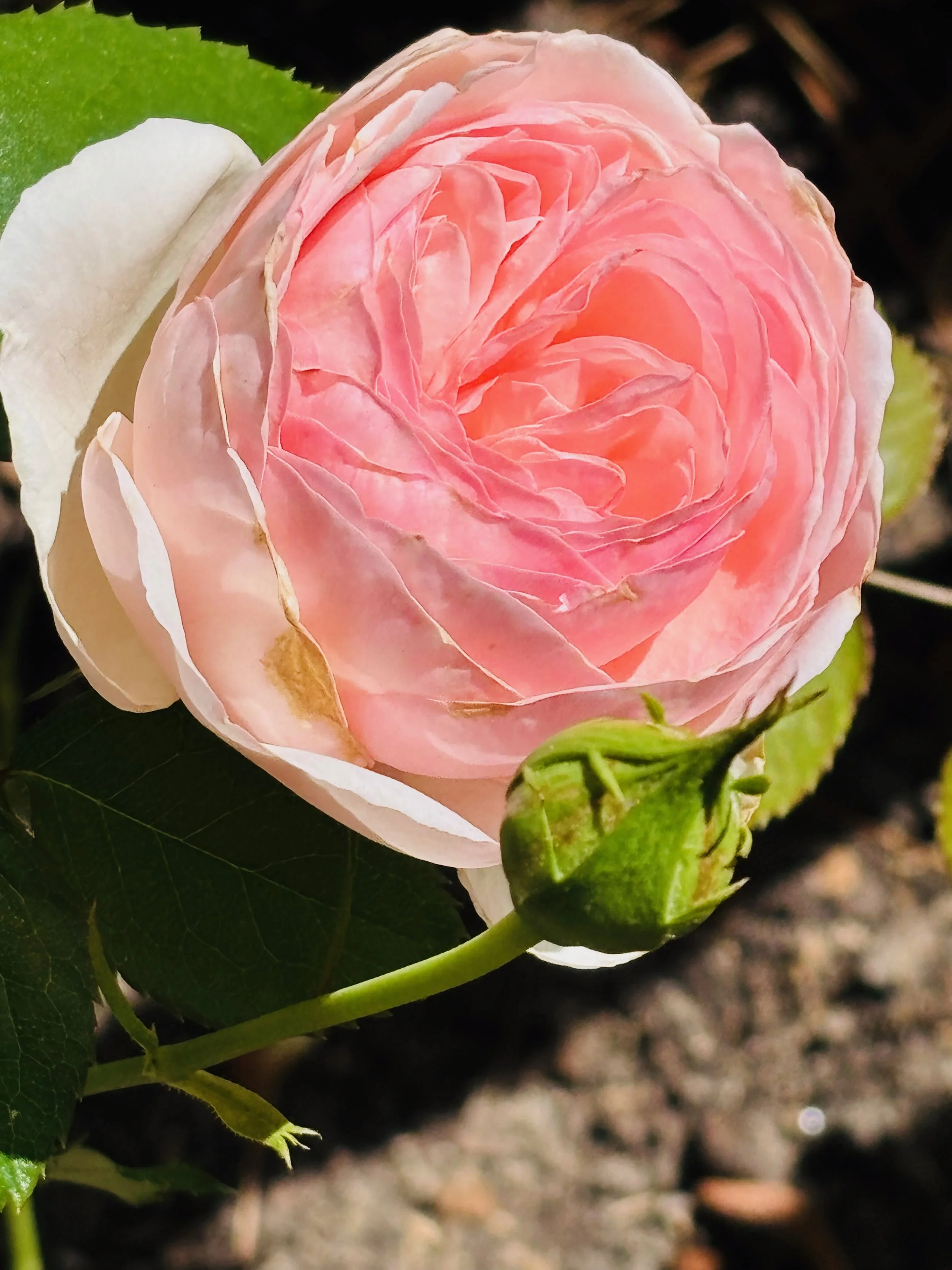 A close-up of a pink rose in bloom with a green leaf and a rosebud nearby